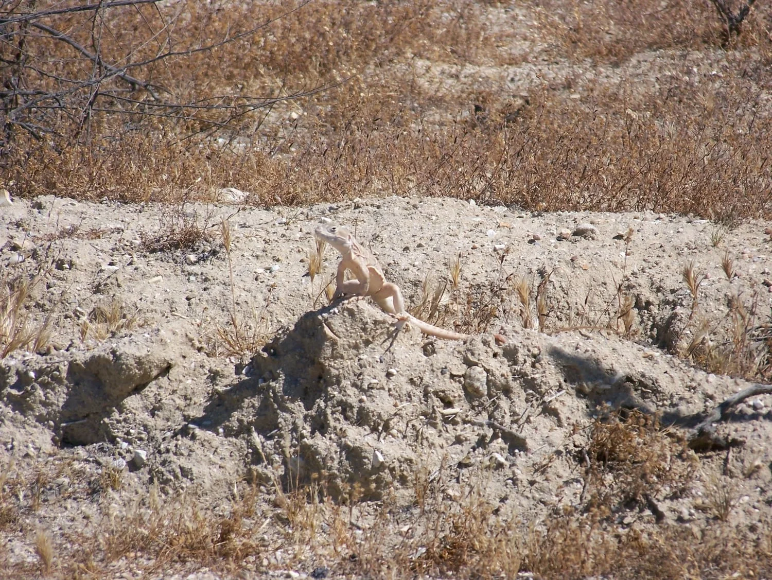 Blunt-Nosed Leopard Lizard