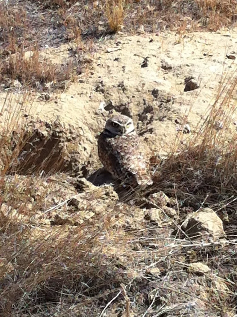 Western Burrowing Owl