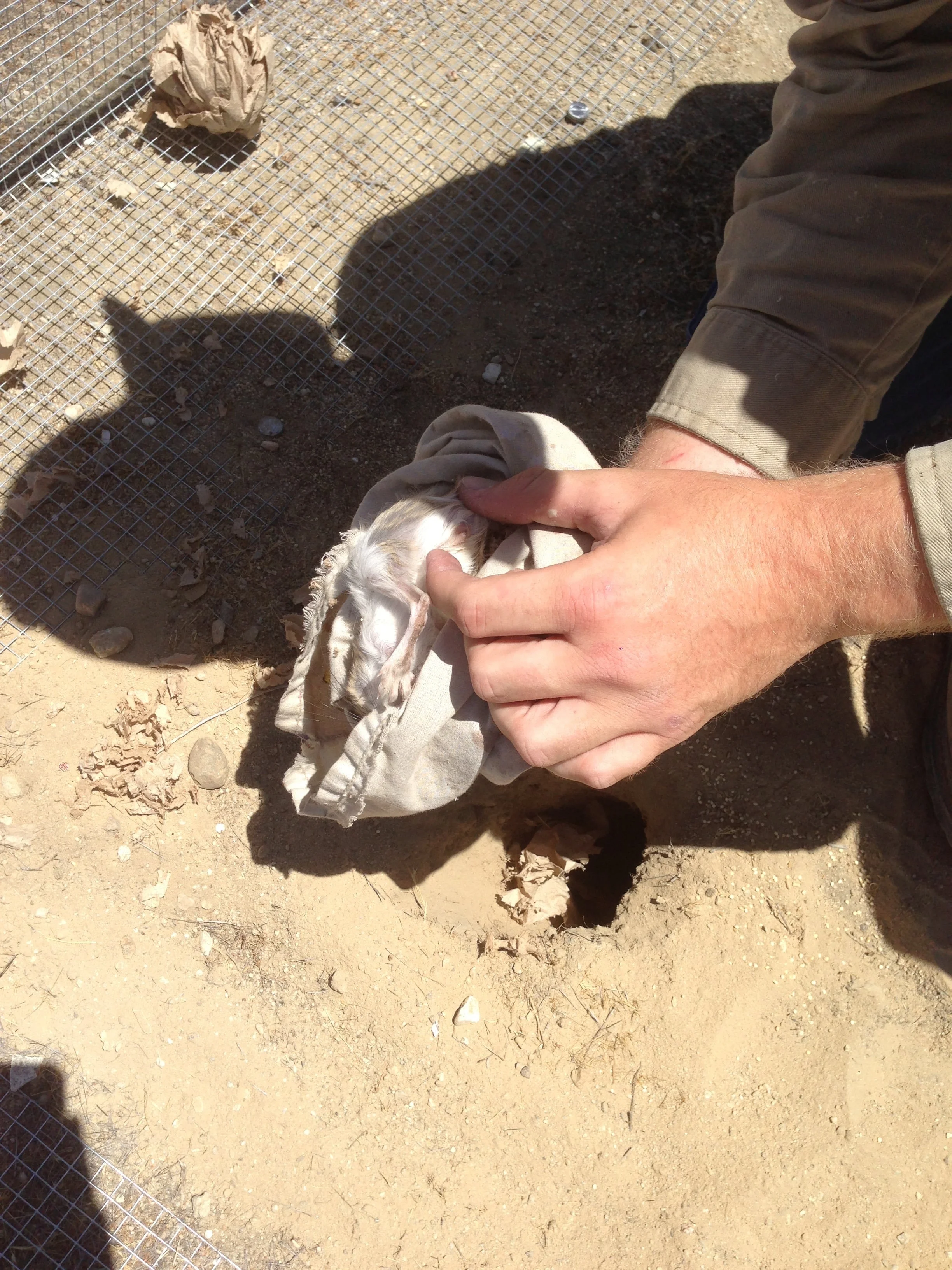 Giant Kangaroo Rat