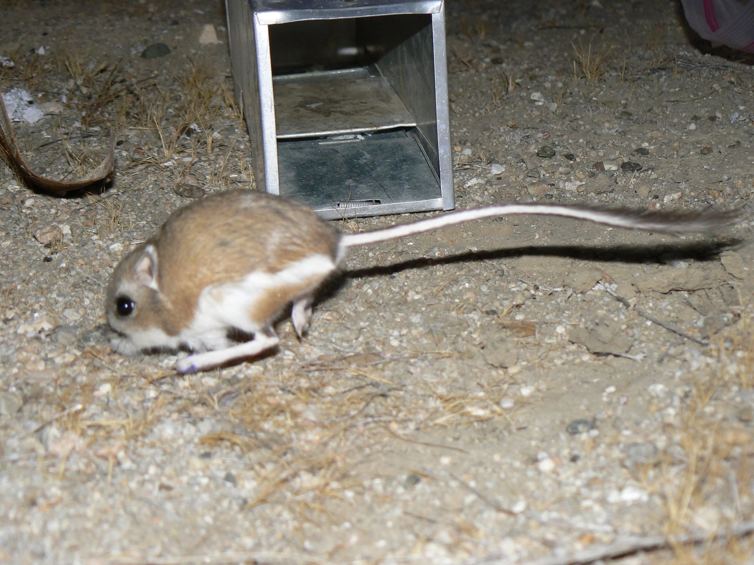 Kangaroo Rat