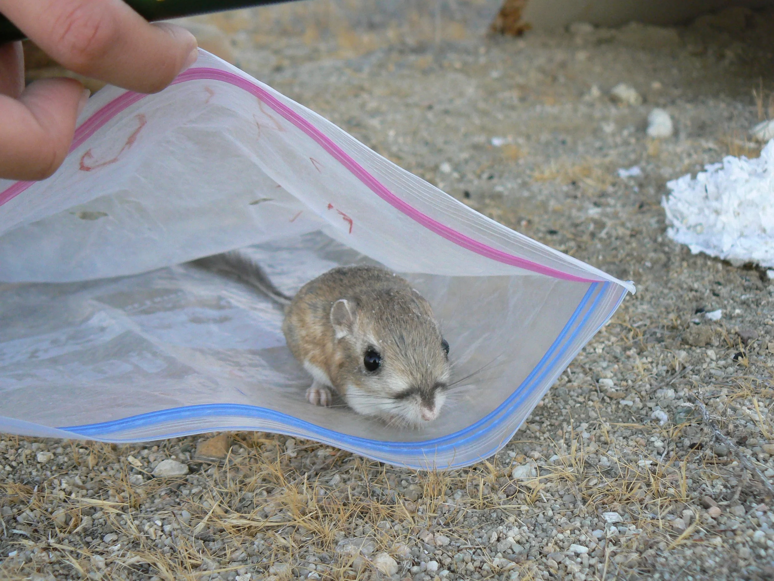 Kangaroo Rat