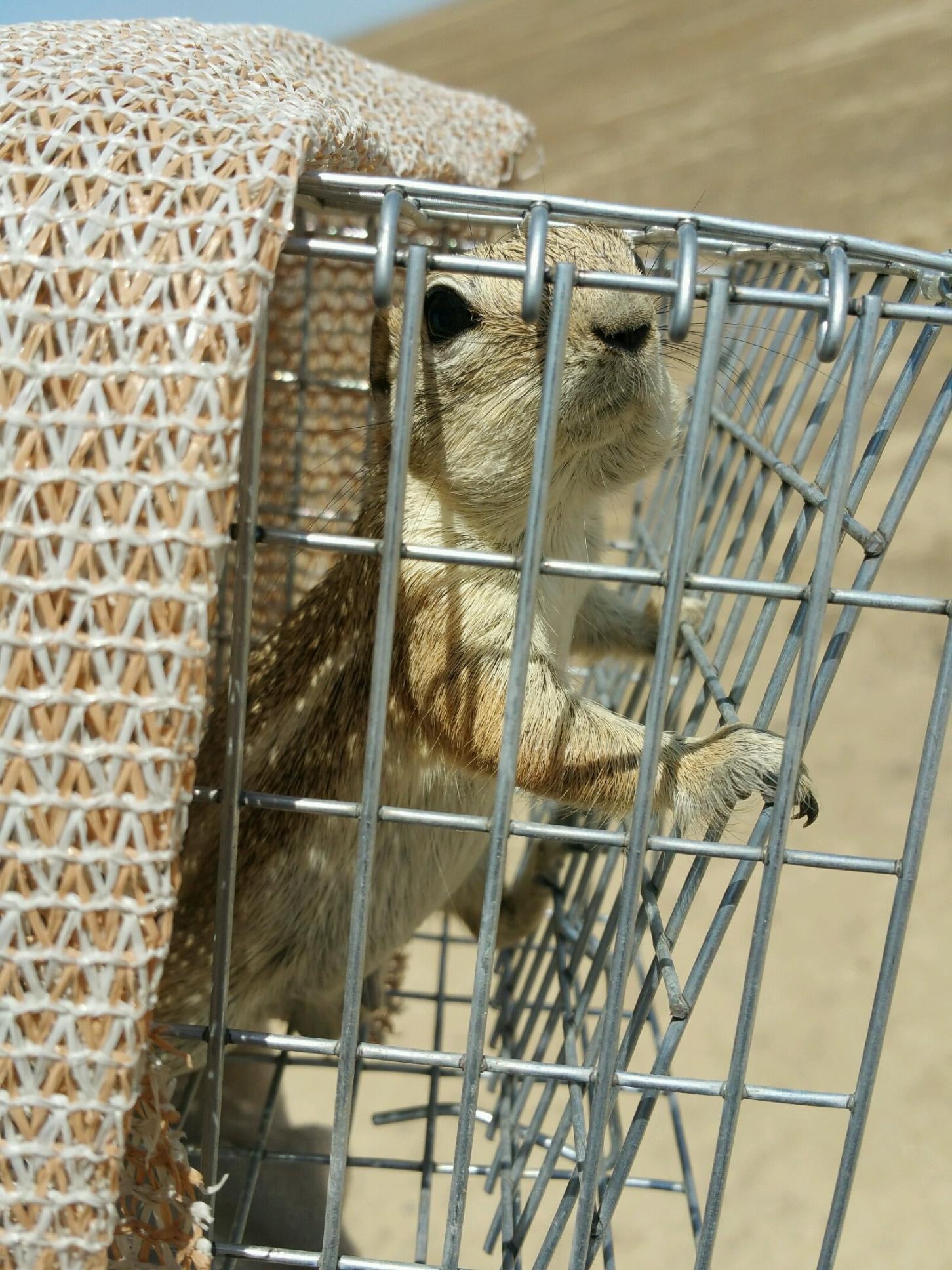 San Joaquin Antelope Squirrel