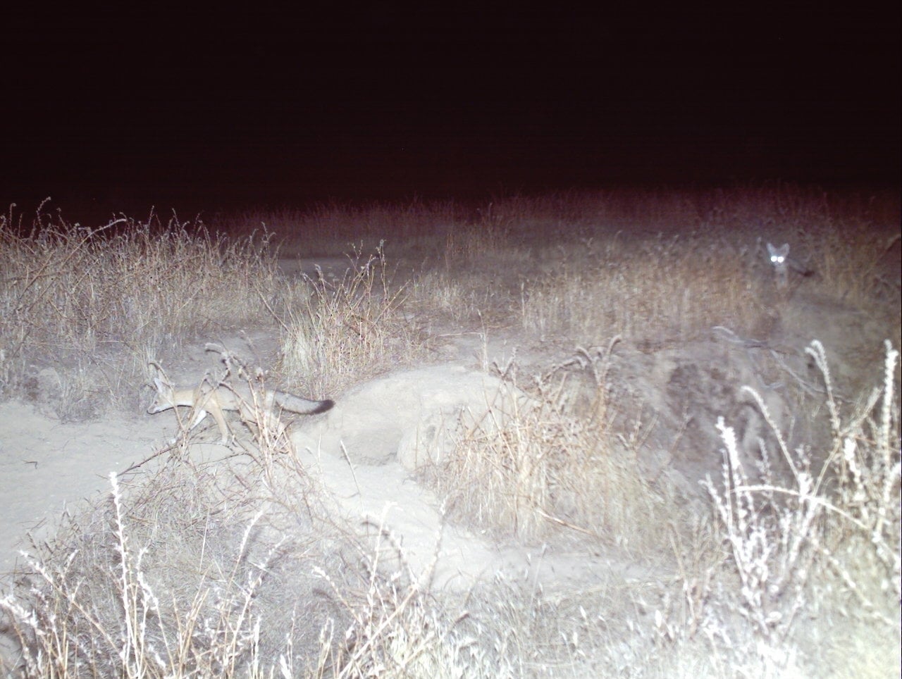 San Joaquin Kit Fox