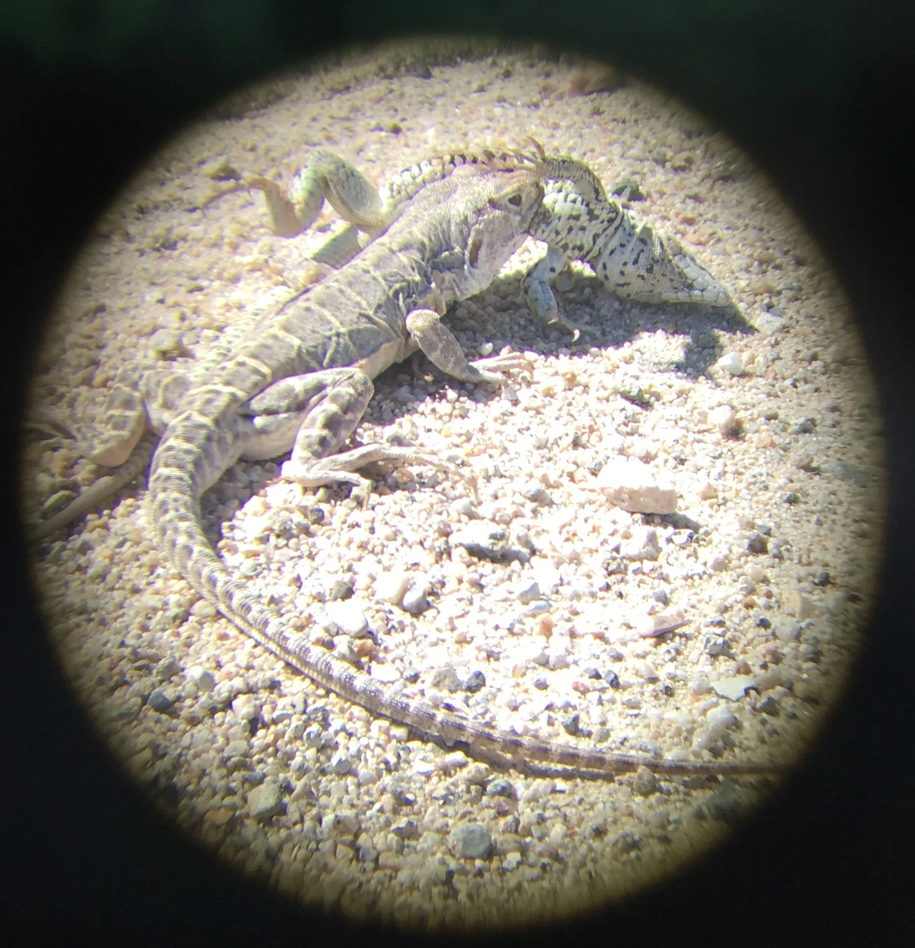 Blunt-nosed leopard lizard vs. Whiptail lizard
