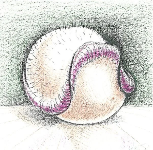 First Base