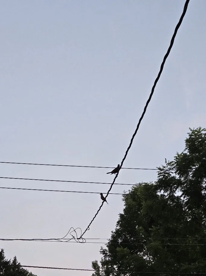 The Birds and the Trees