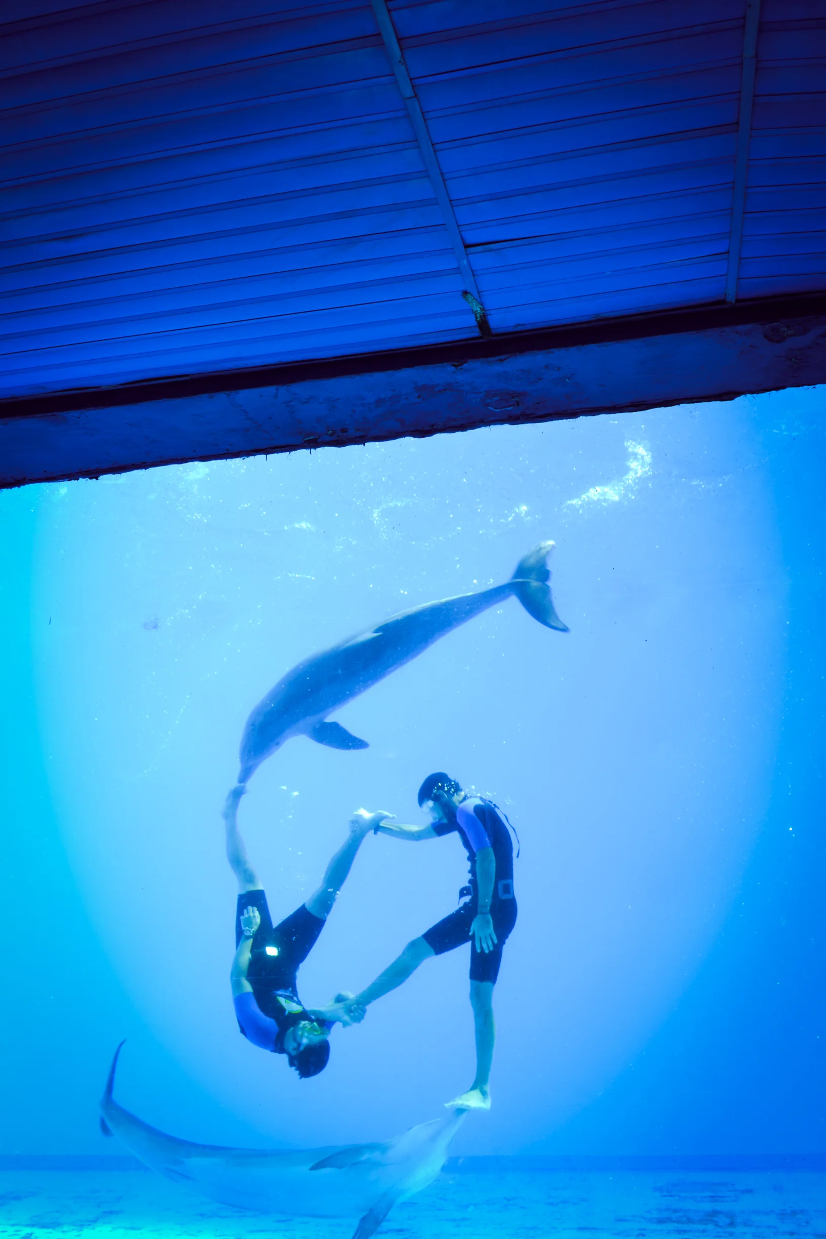 Frank is also a talented dolphin trainer at the Aquarium. The underwater show that his wife, Yenia, choreographed is not to be missed! It takes place in front of a massive window looking into an entirely blue dining room. The blue glow from the exhibit eases you into an blue state of mind.