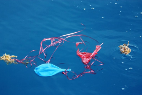 Photo credit: Devoted to the Ocean