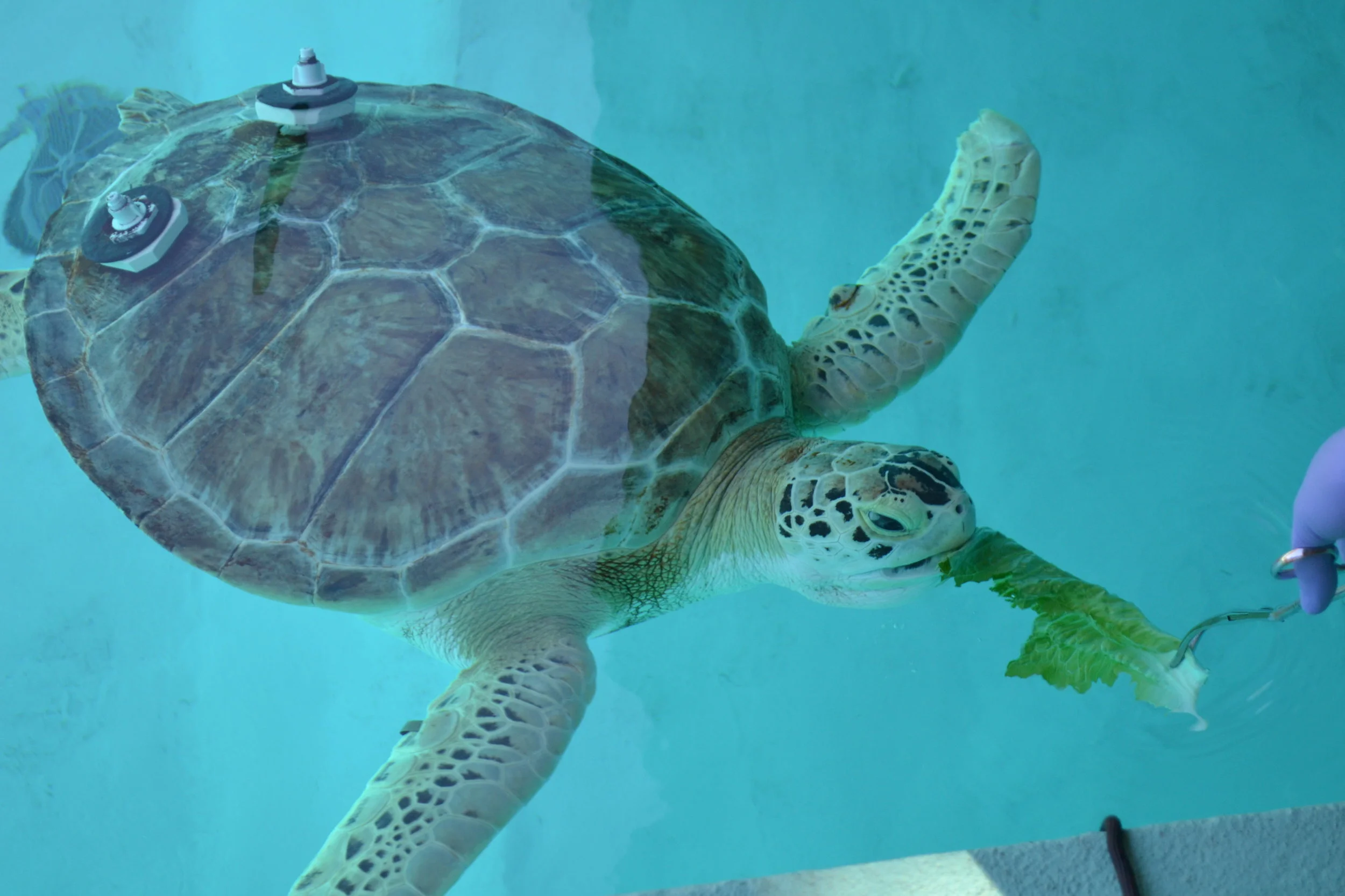 Marine Environmental Education Center @ The Carpenter House