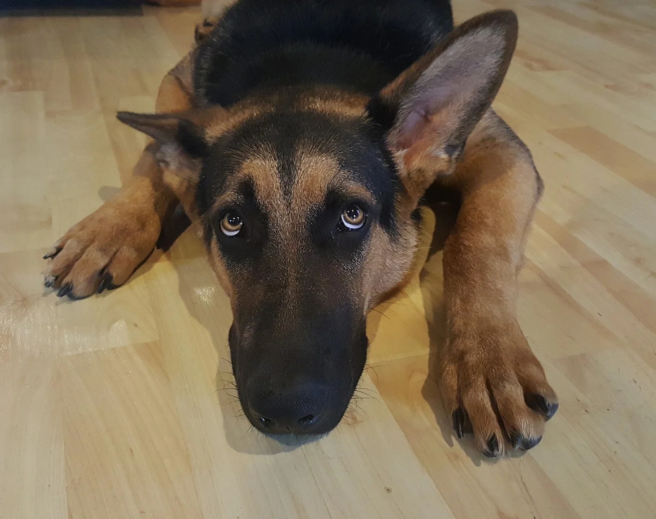 dog-1418330_1280.jpg