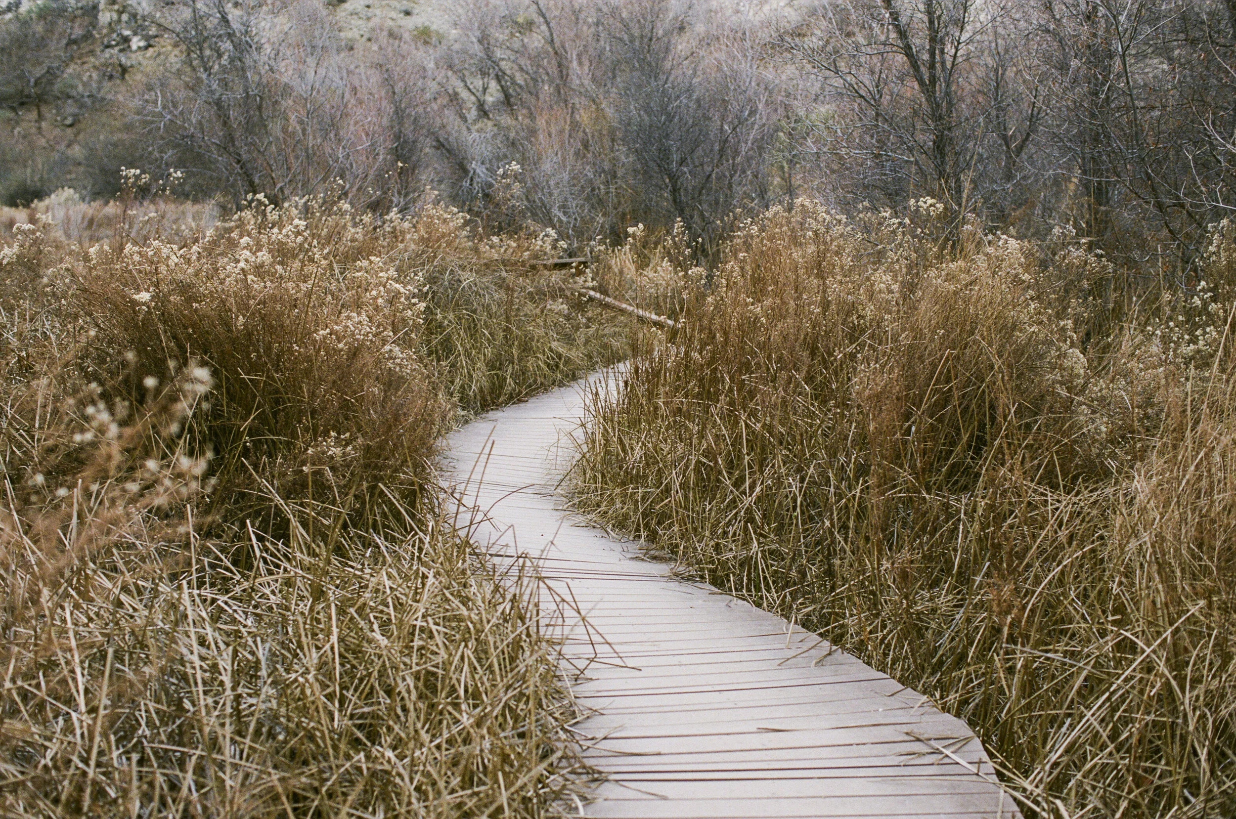 NancyNeilPhotographyStudios_November 2017__2.JPG