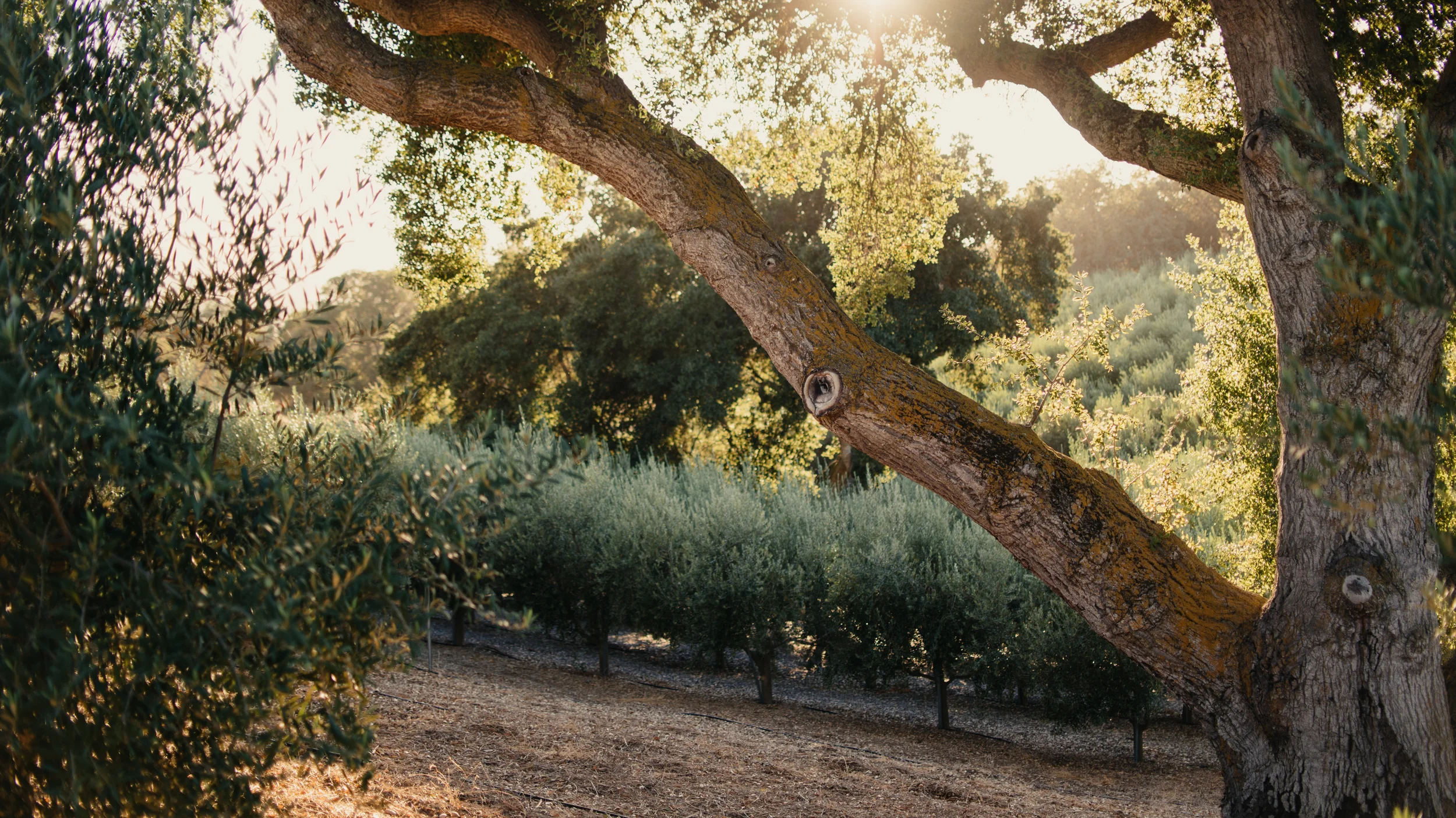 oleafarms (138 of 164).jpg