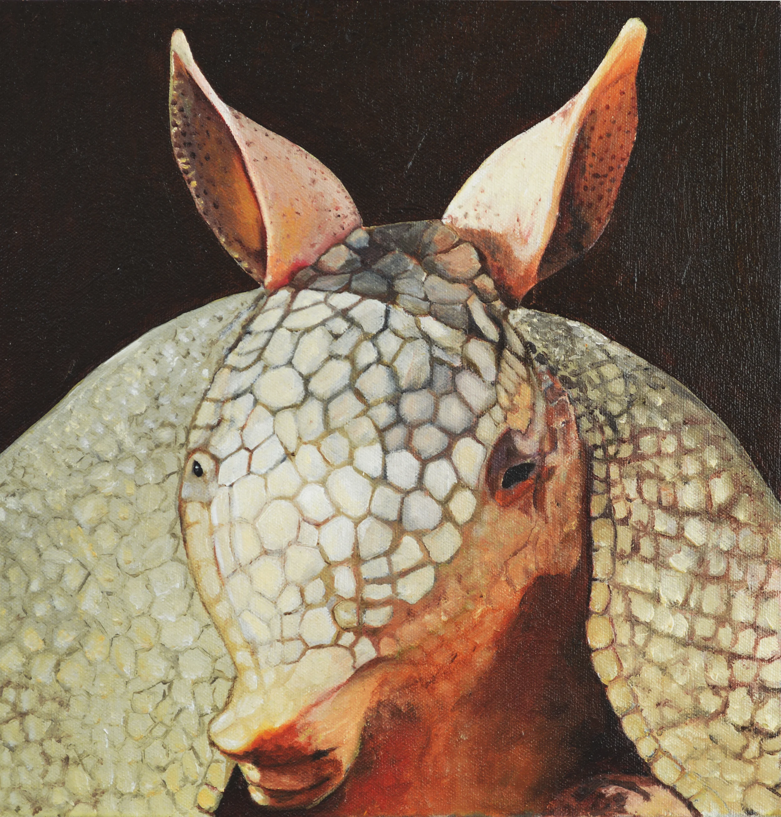 Armadillo