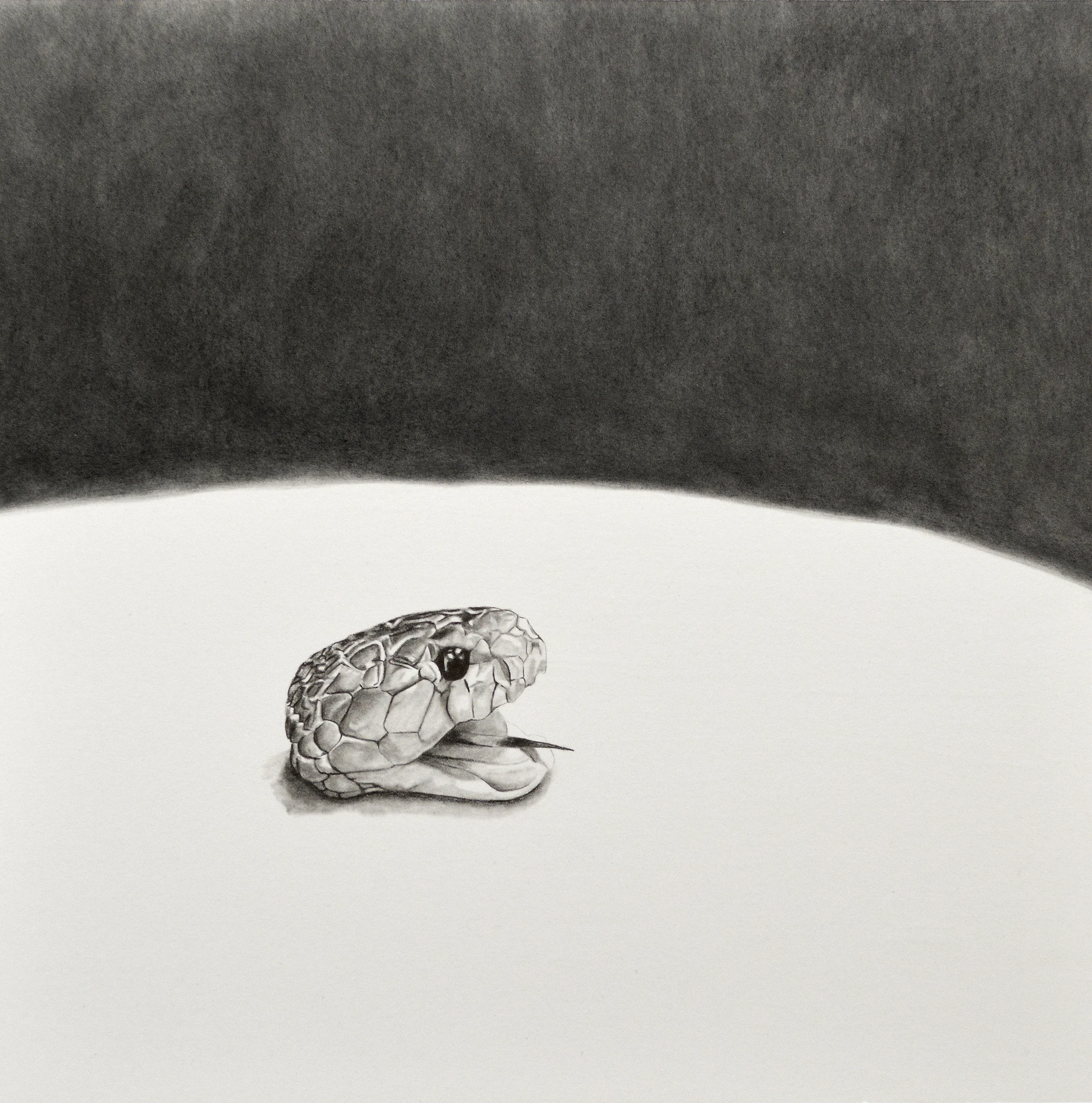 Cobra Snake Blood Aphrodisiac Soup 12” x 12” Graphite on paper 2016