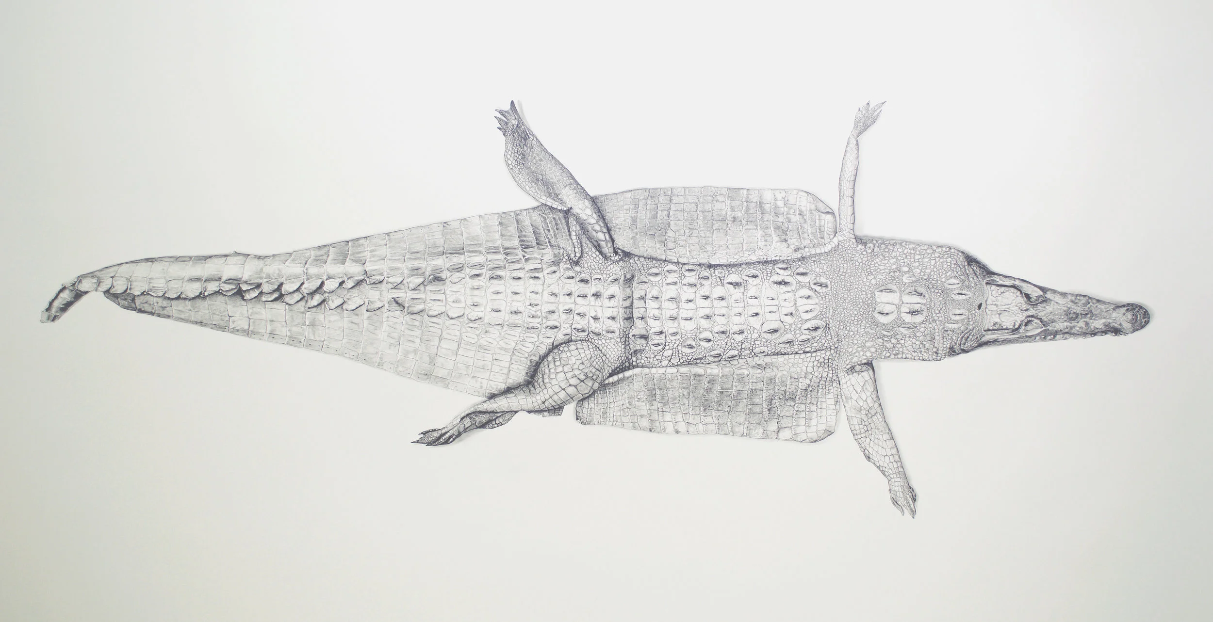   M. L. Leddy's Gator Boots   36” x 72”  Graphite on paper  2017 