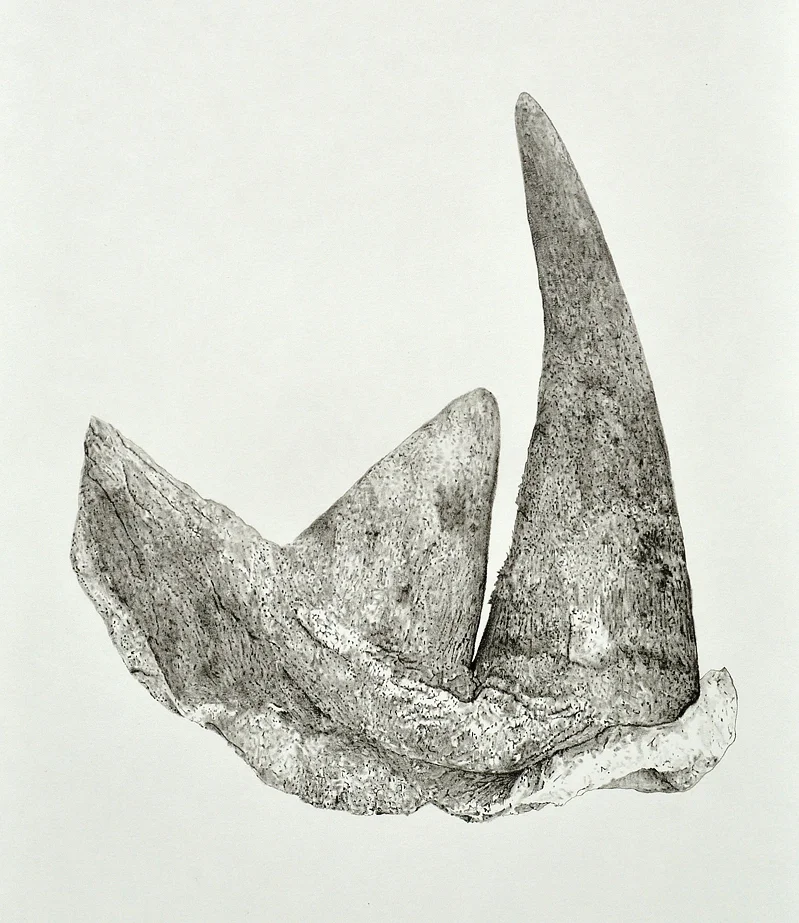   Rhino Horn Hangover Fix   2016  Graphite on paper  25" x 19" 