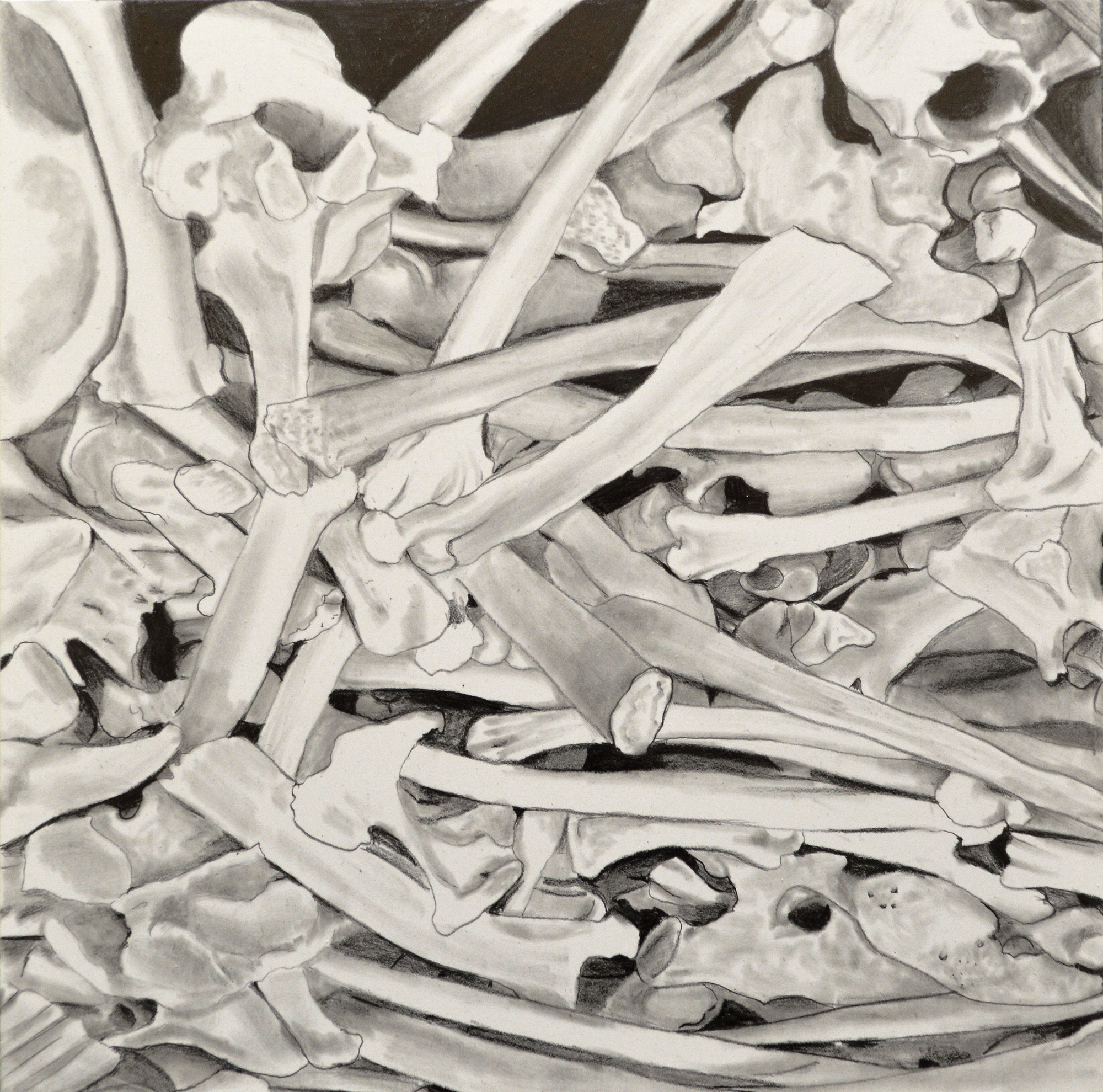     Tiger Bone Wine   6” x 6”  Graphite on Clayboard  2016 