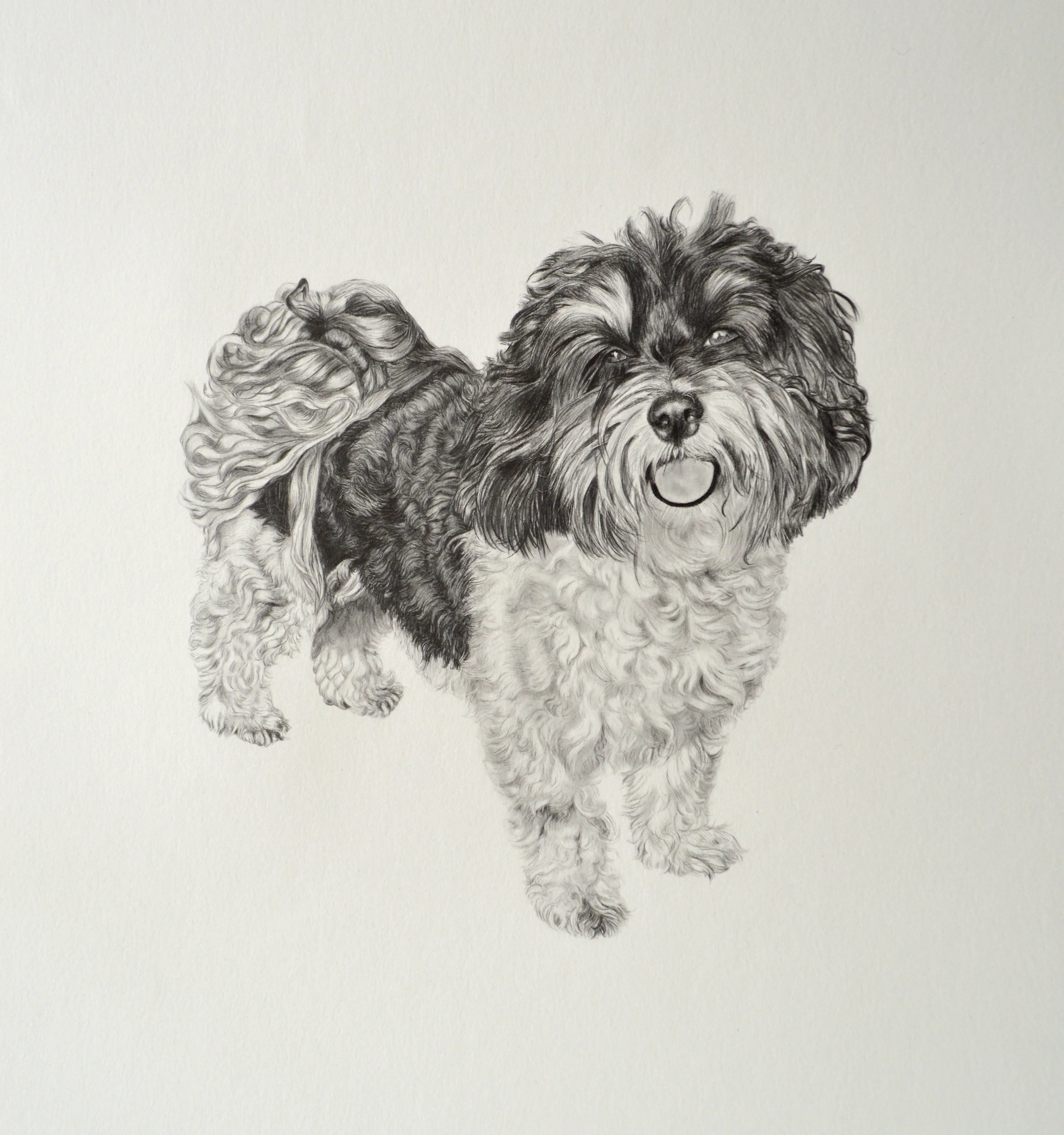   Paco   Graphite on Paper  20” x 20”   2018   