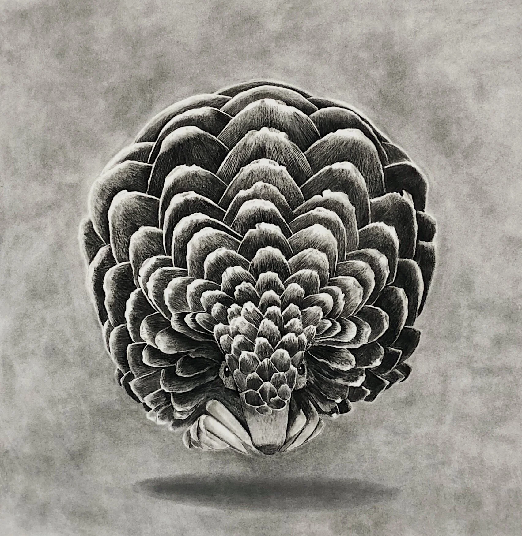   Pangolin Cure For Demonic Possession    Conte on paper   24in. X 24in.  2015 