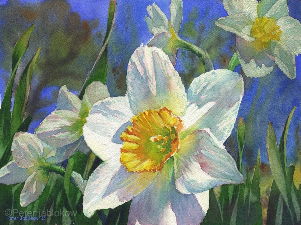 Daffodils