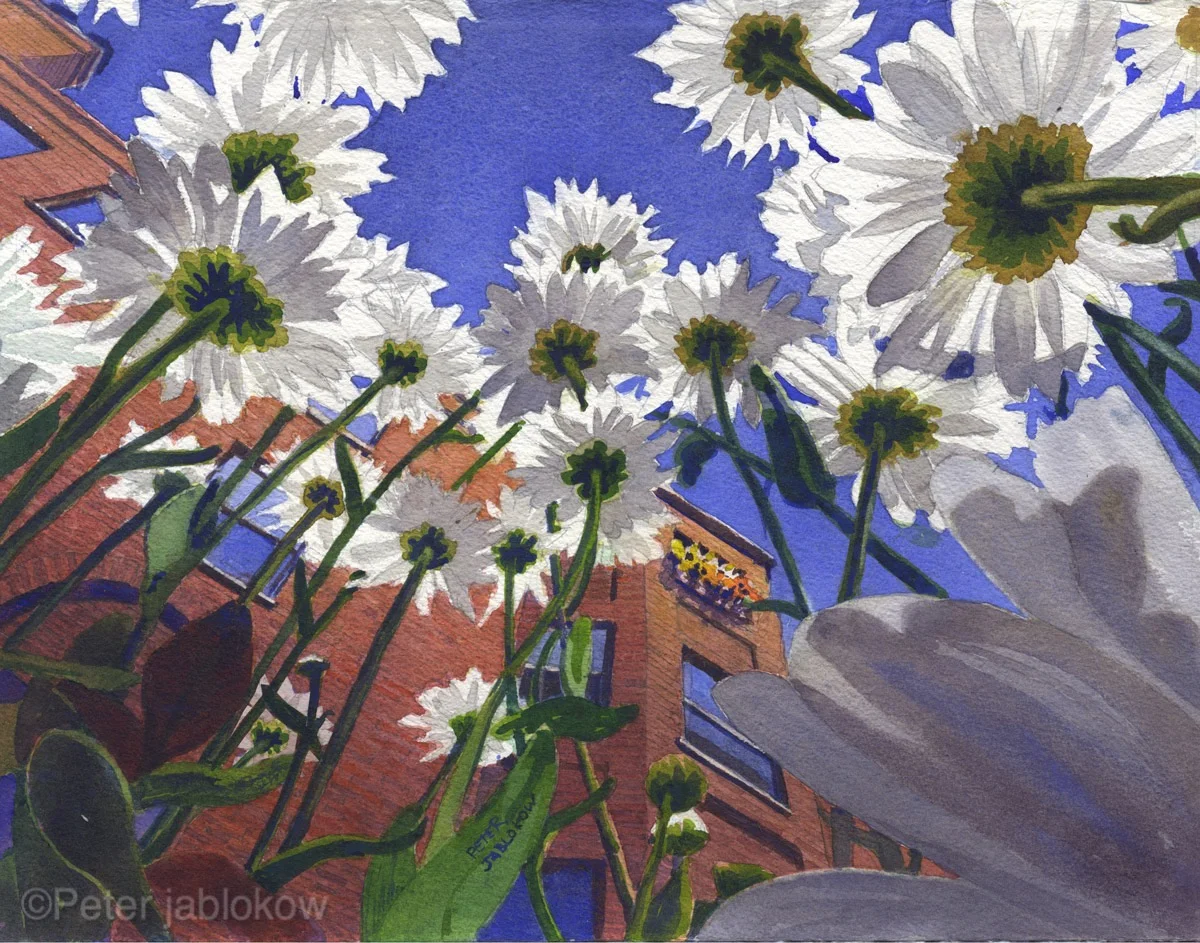 Dasies From Below