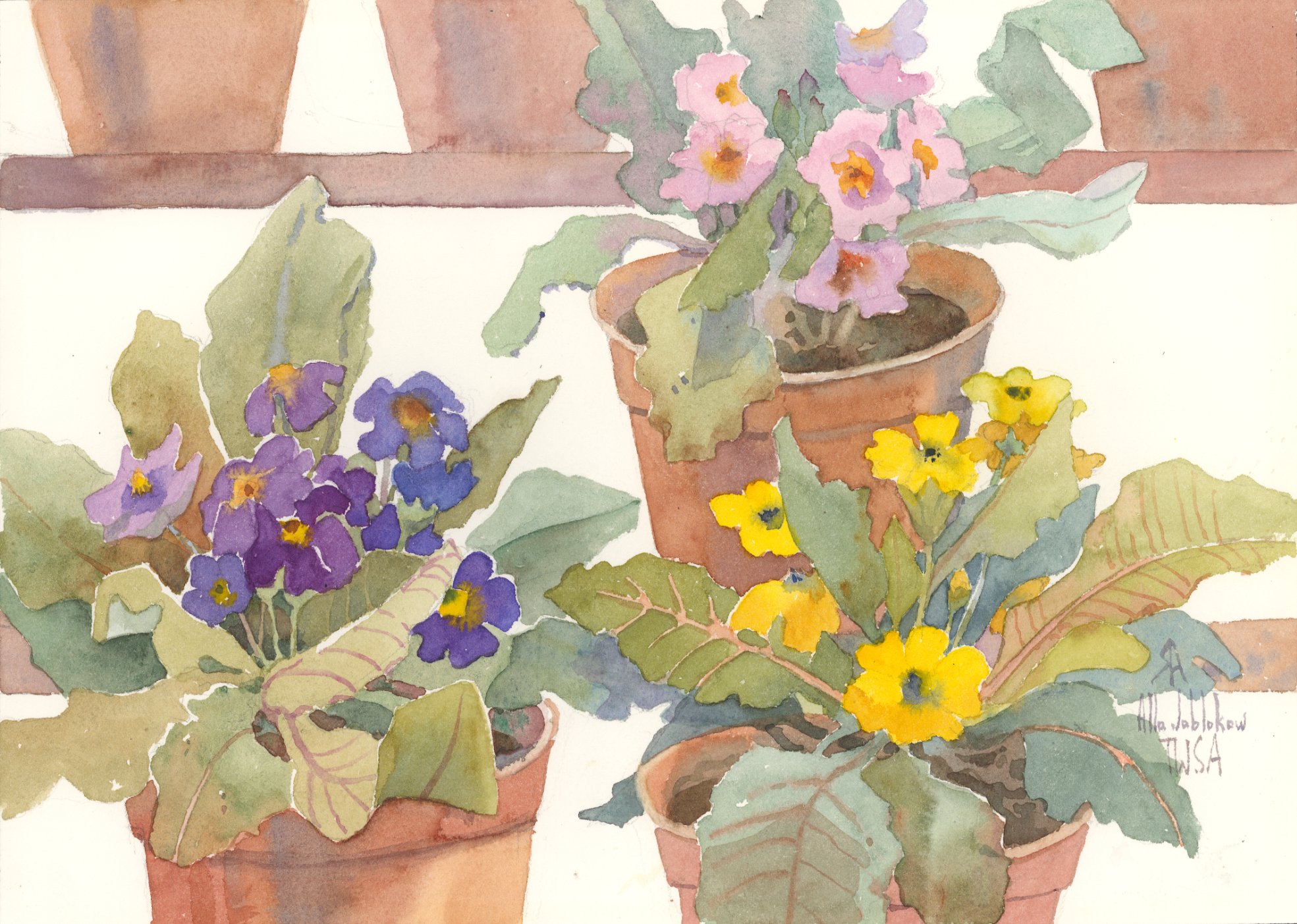 Pots of Primrose 2-153 (Rayni)