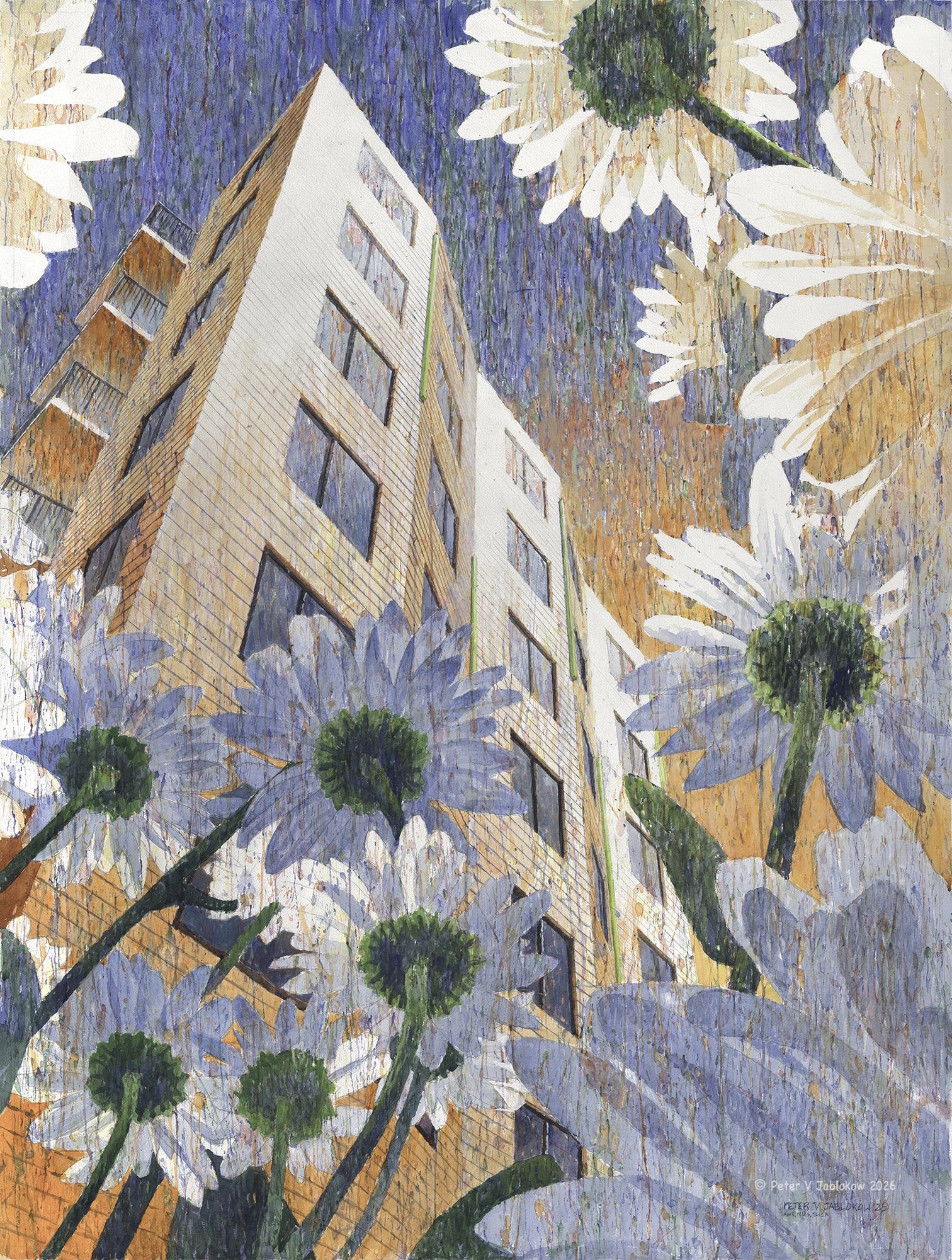 White Daisies from Below