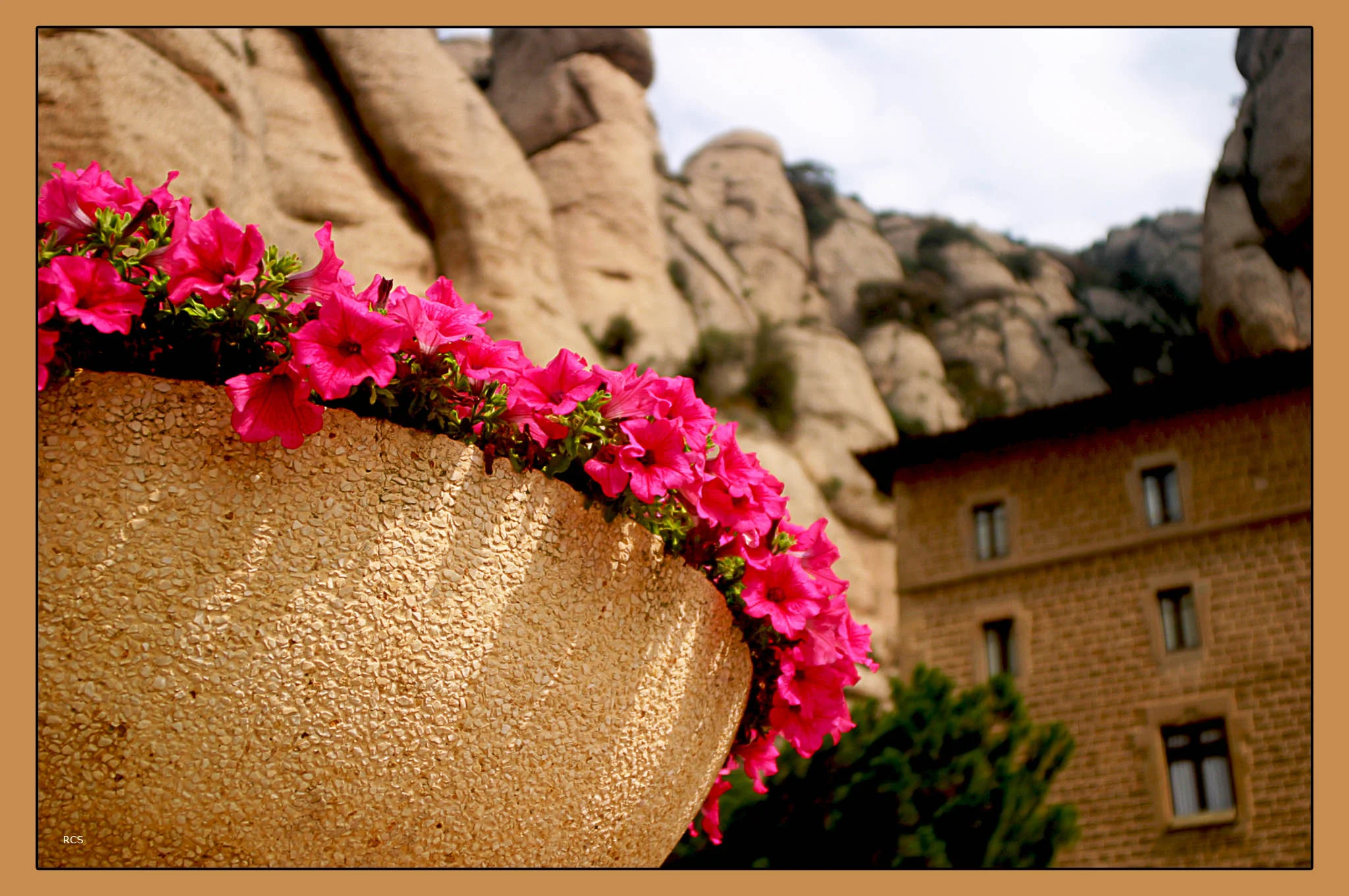 Flores