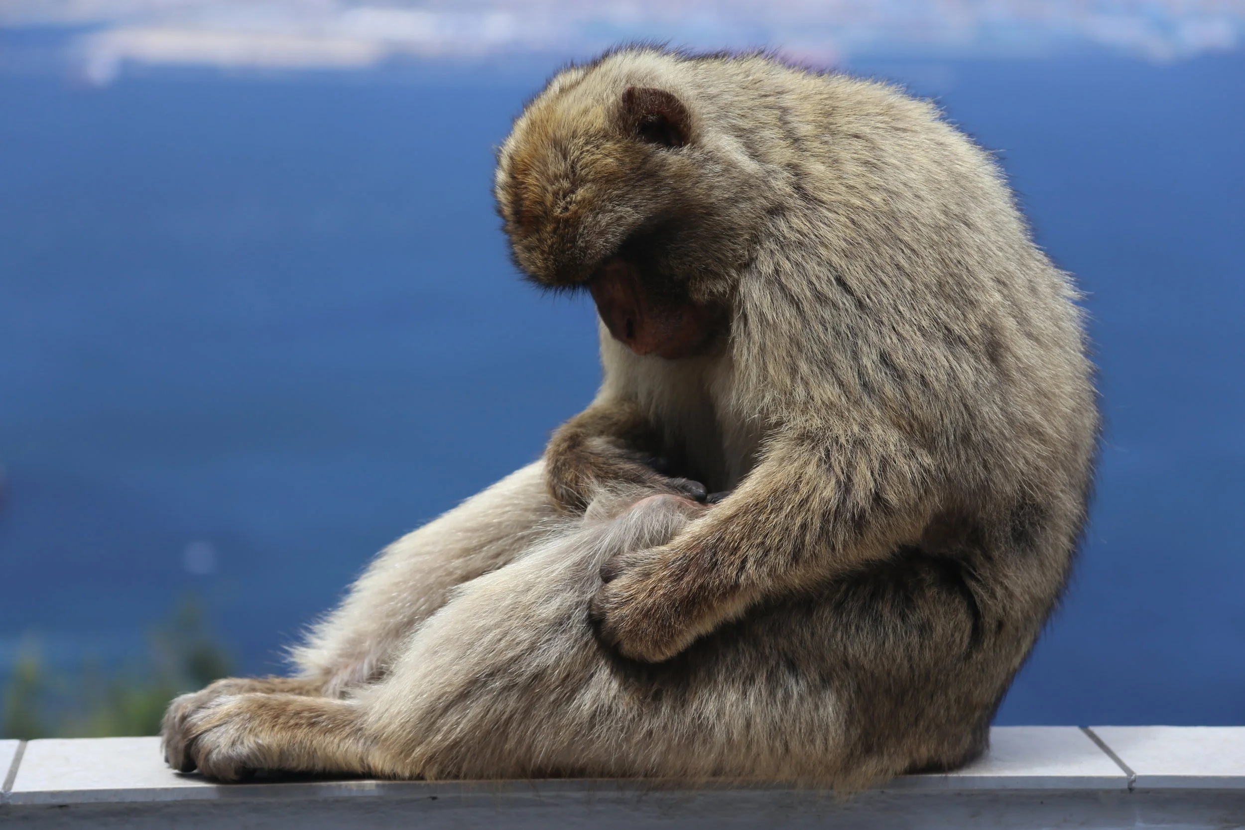 Deep Thought