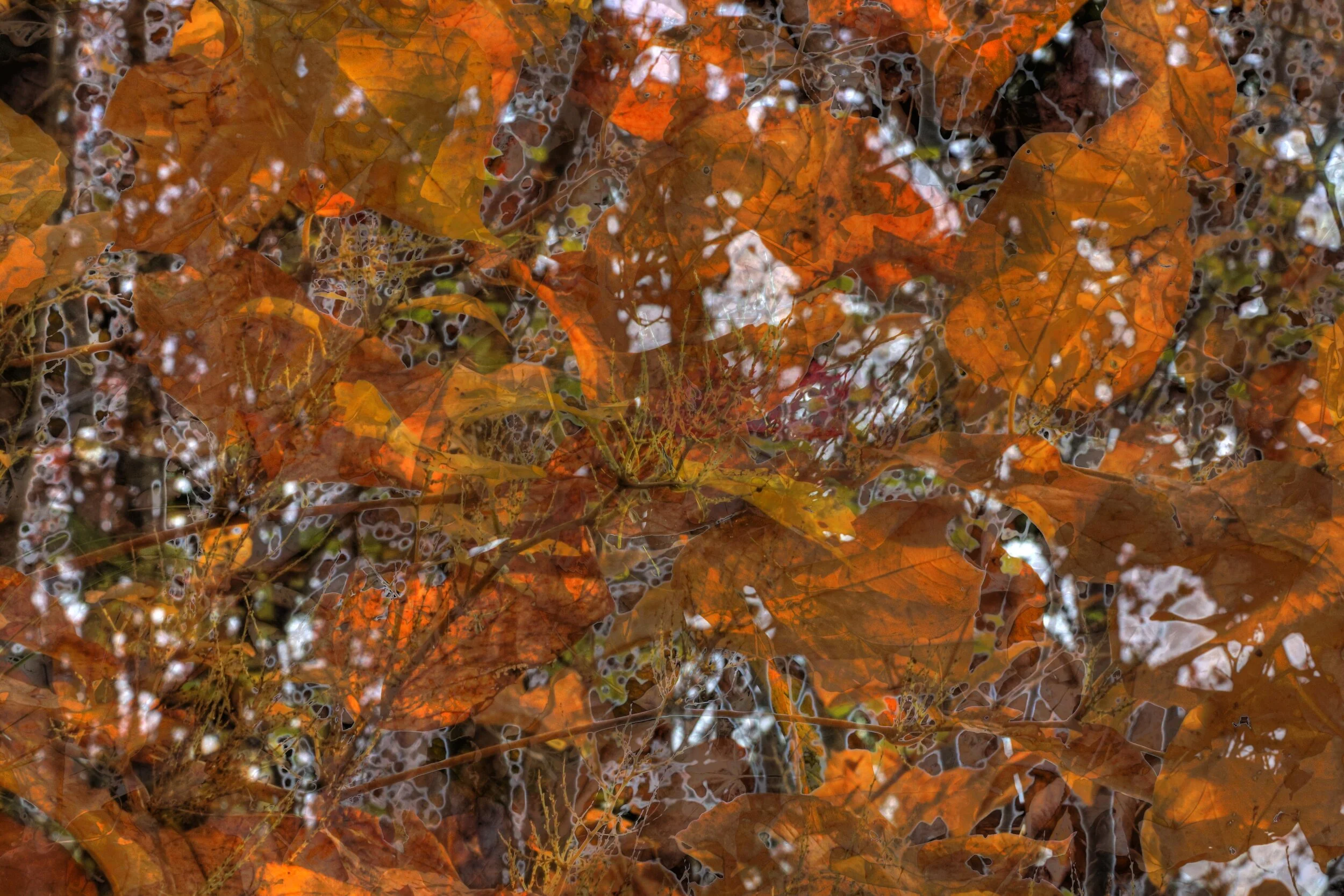 Orange crush