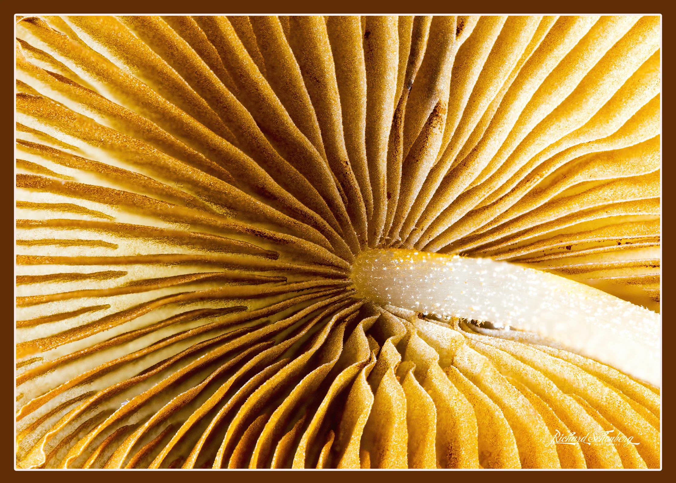 Shroom