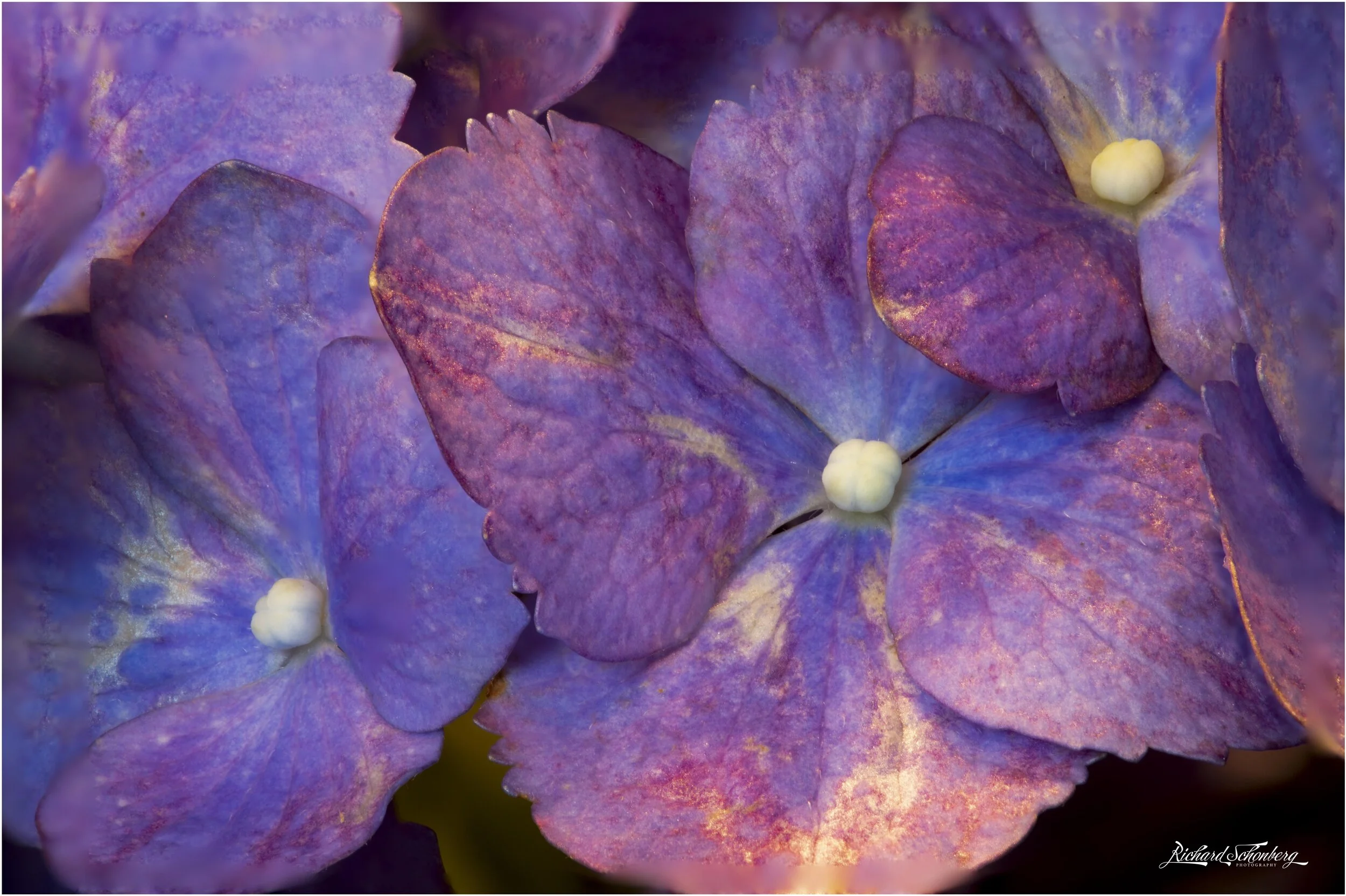 Purple splendor