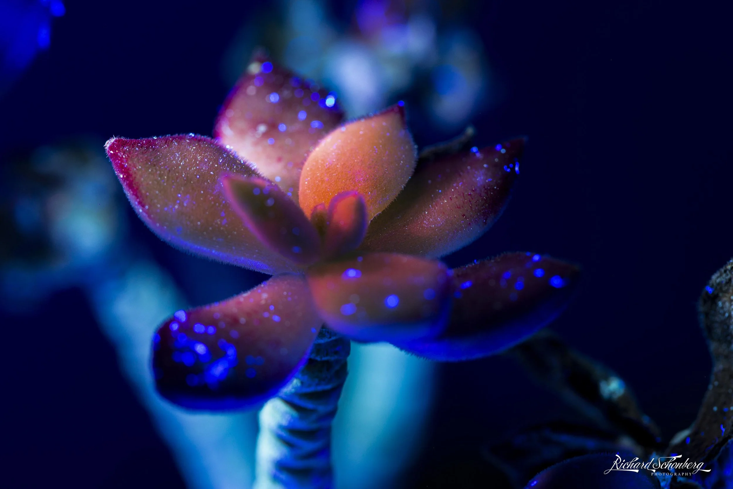 UV Jade