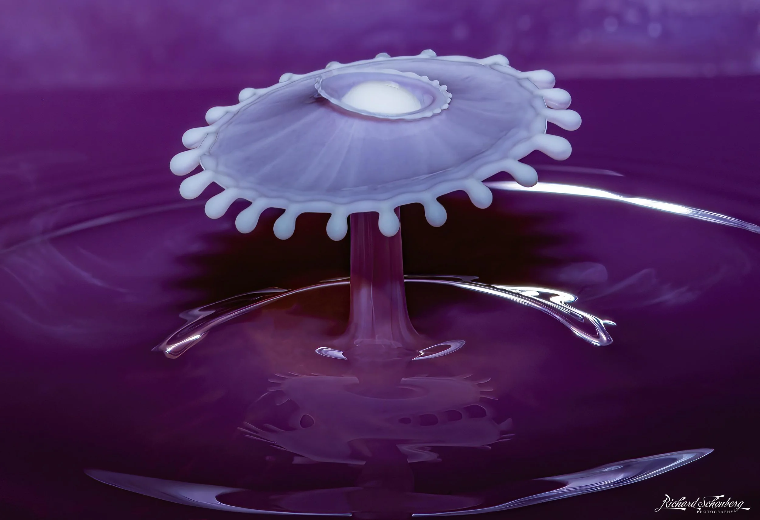 Purple Splash