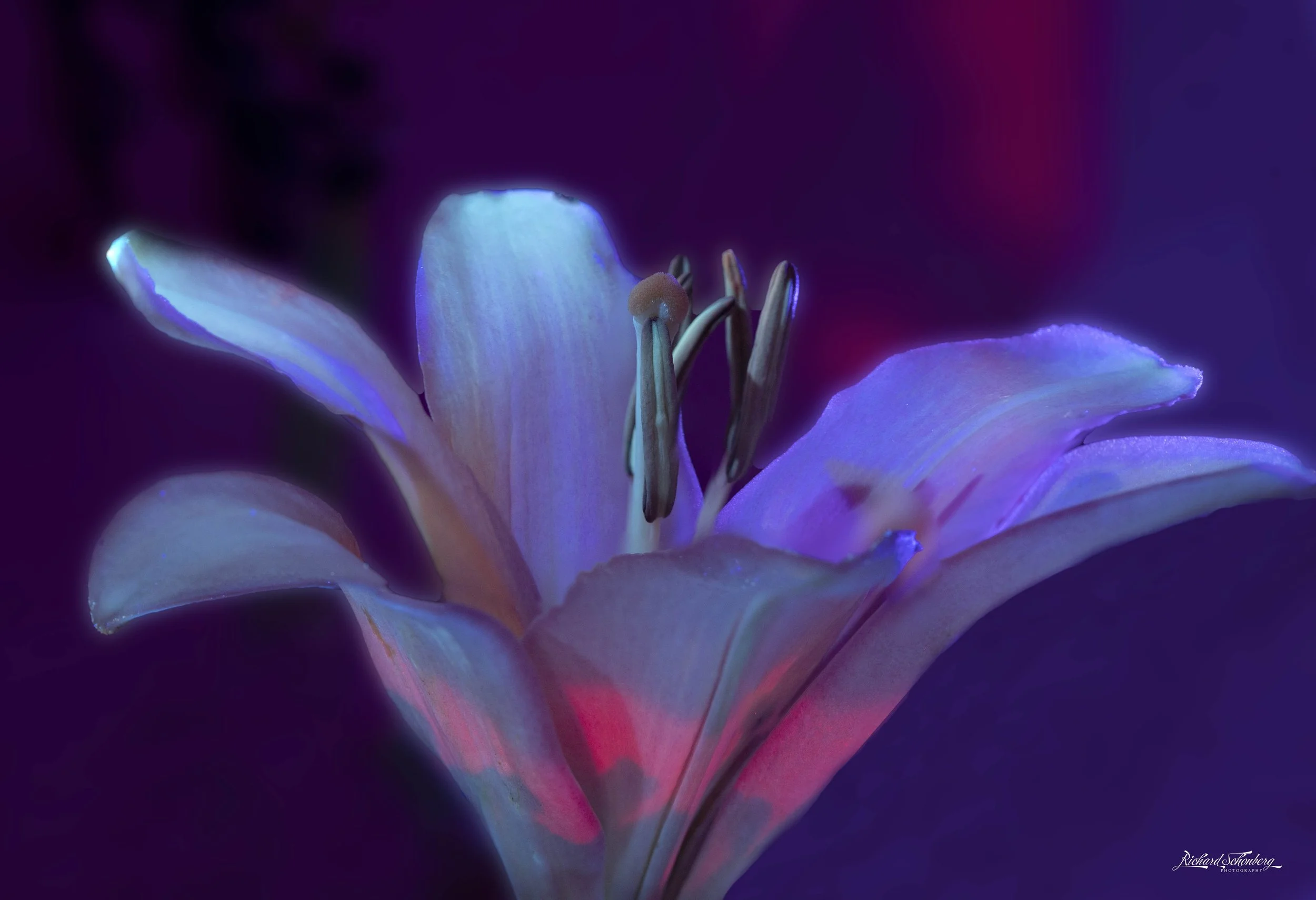Purple passion