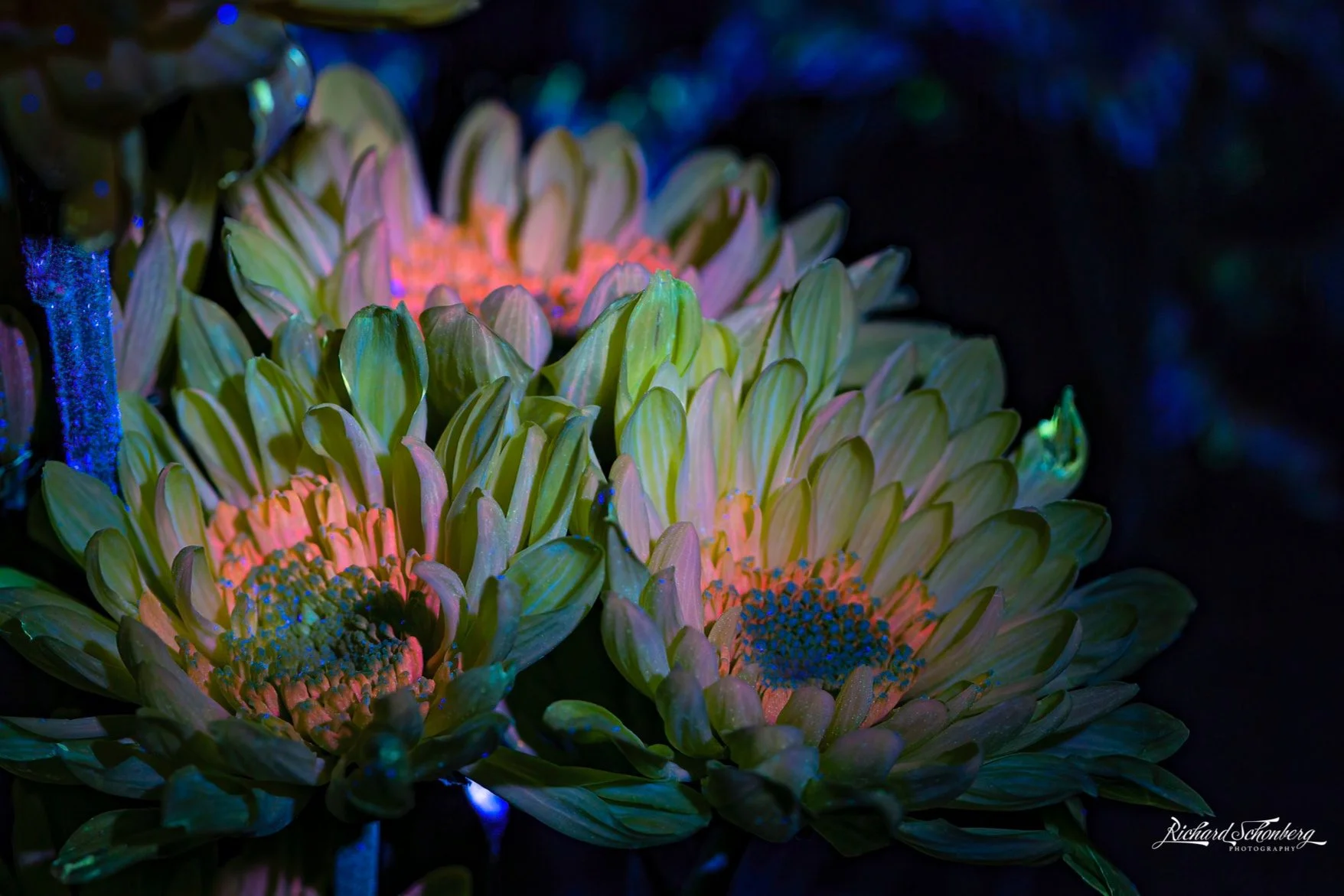 Another UV Floral #4