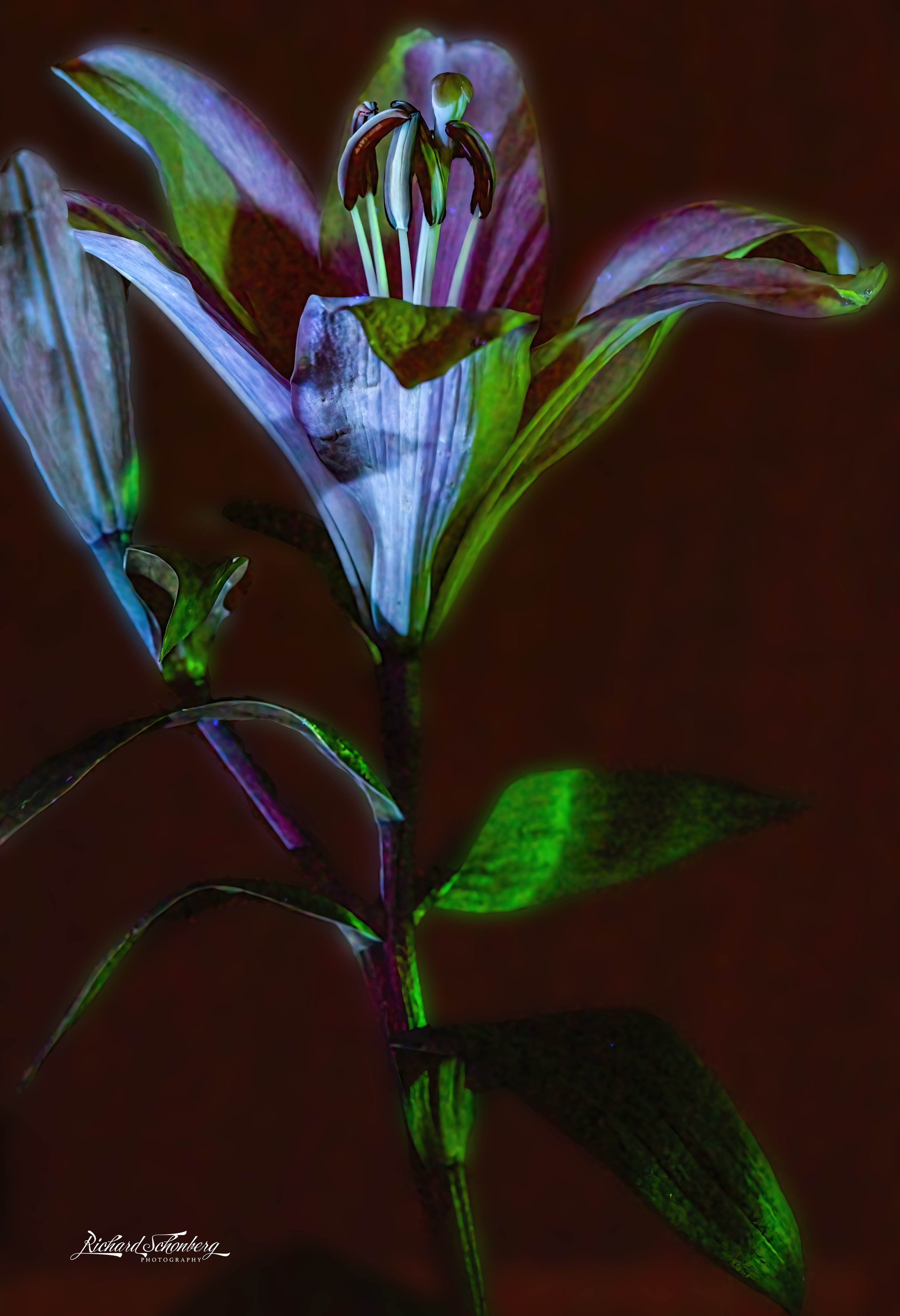 UV Flower2