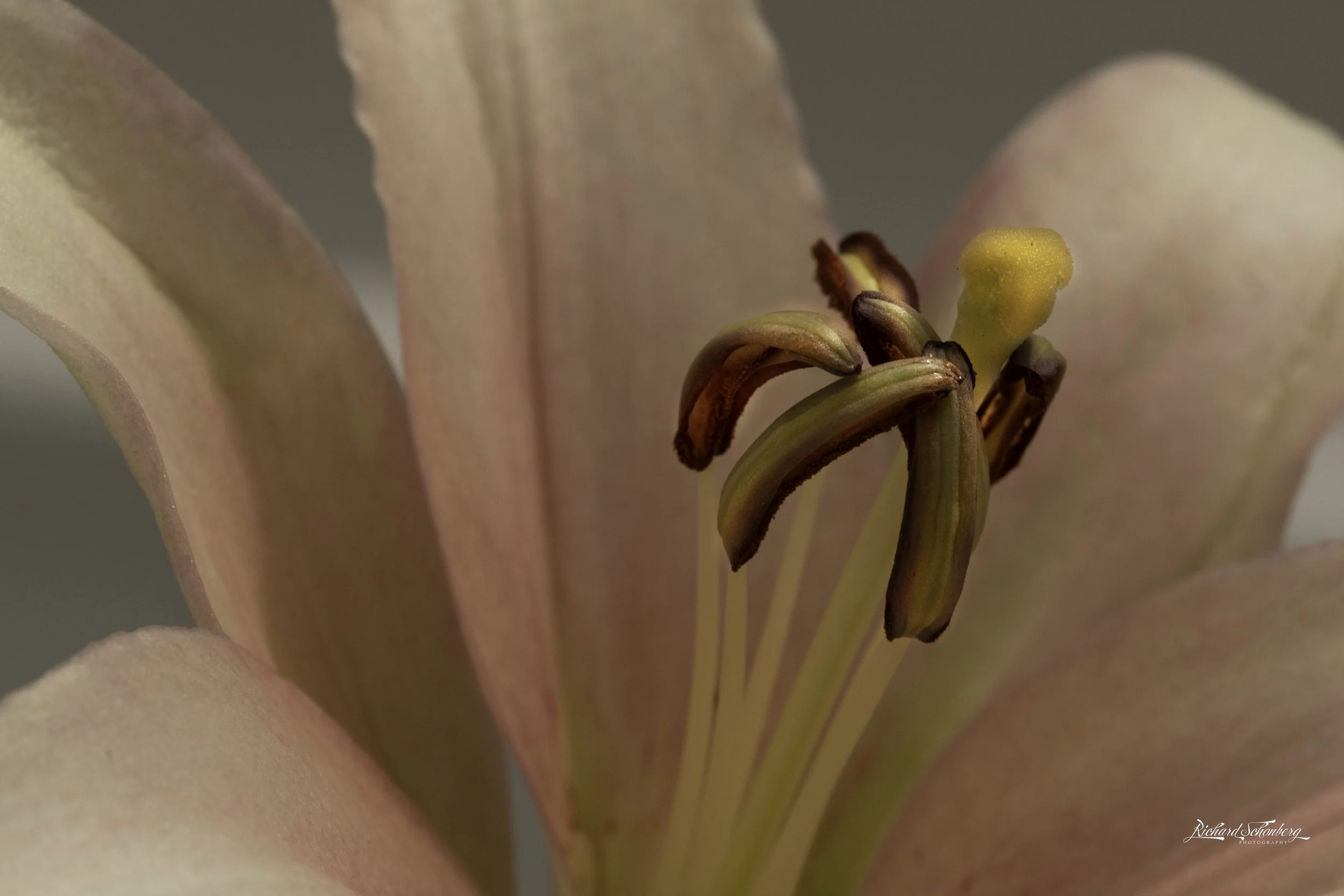 Stamen_a