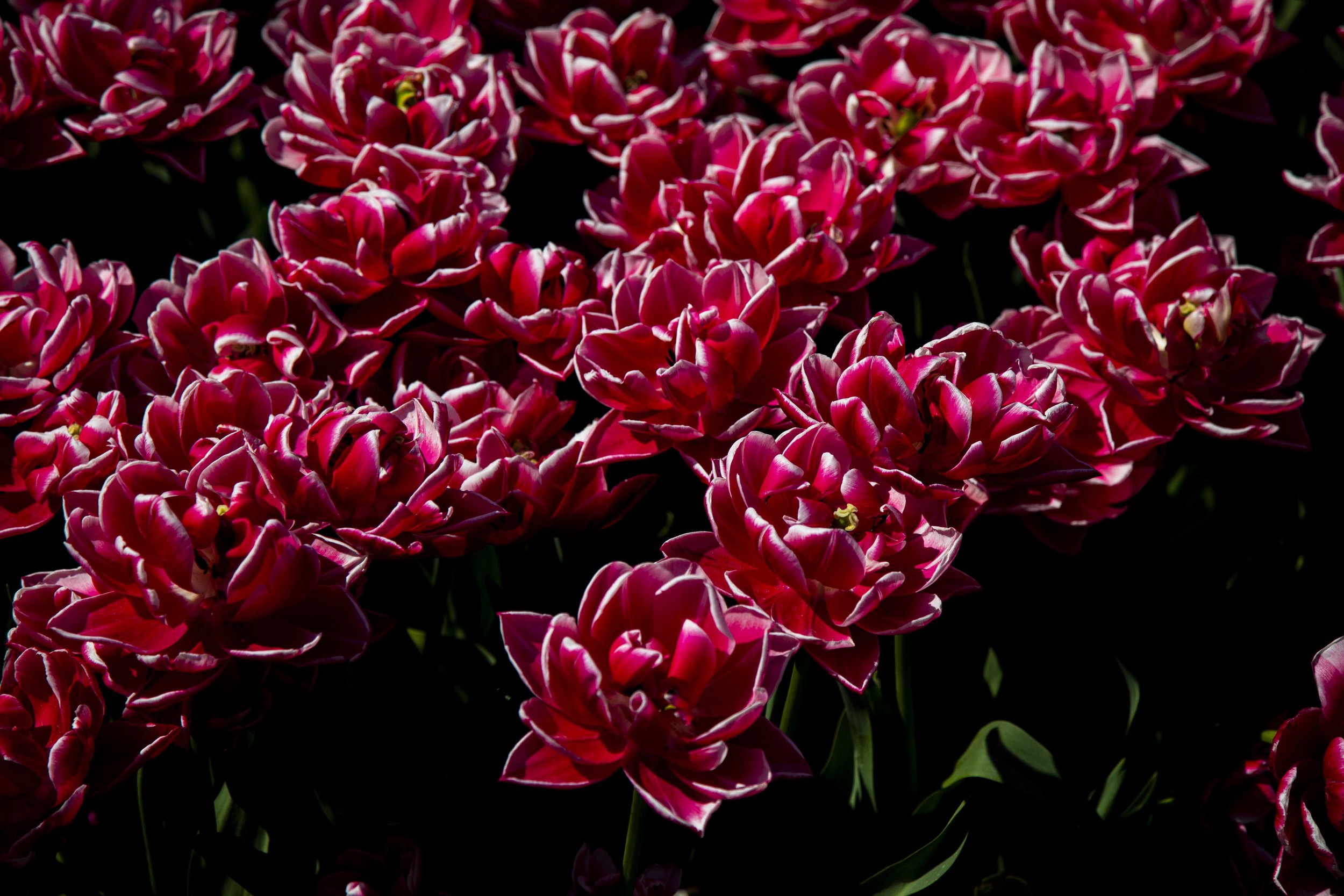 5DM42263 copy.jpg