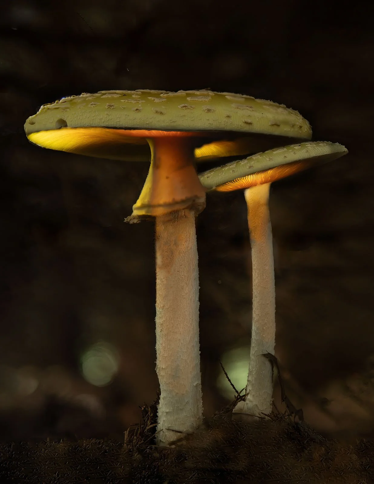 GlowingMushroom5star-.jpg