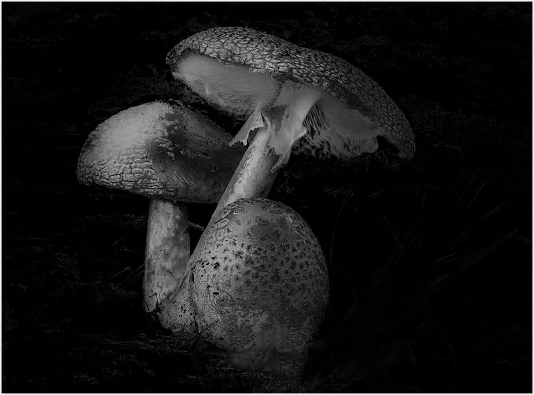 Deadly Amanitas-BW-1050 copy 2.jpg