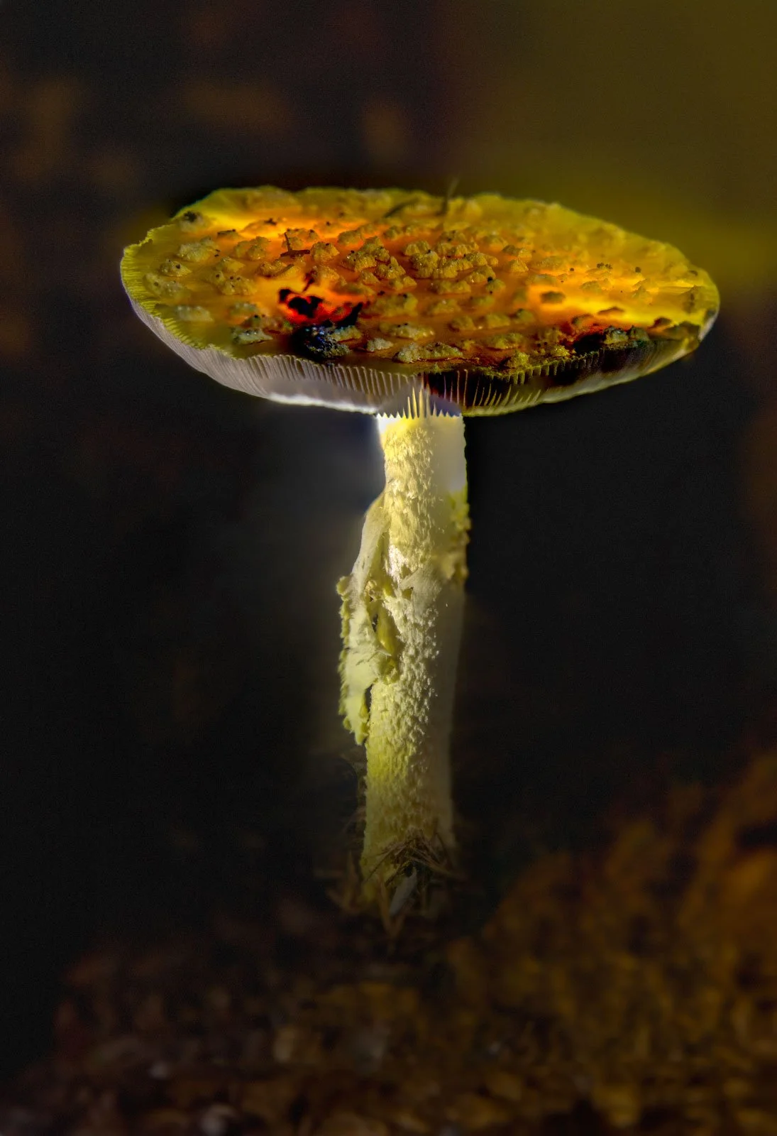 Glow-shroom2.jpg