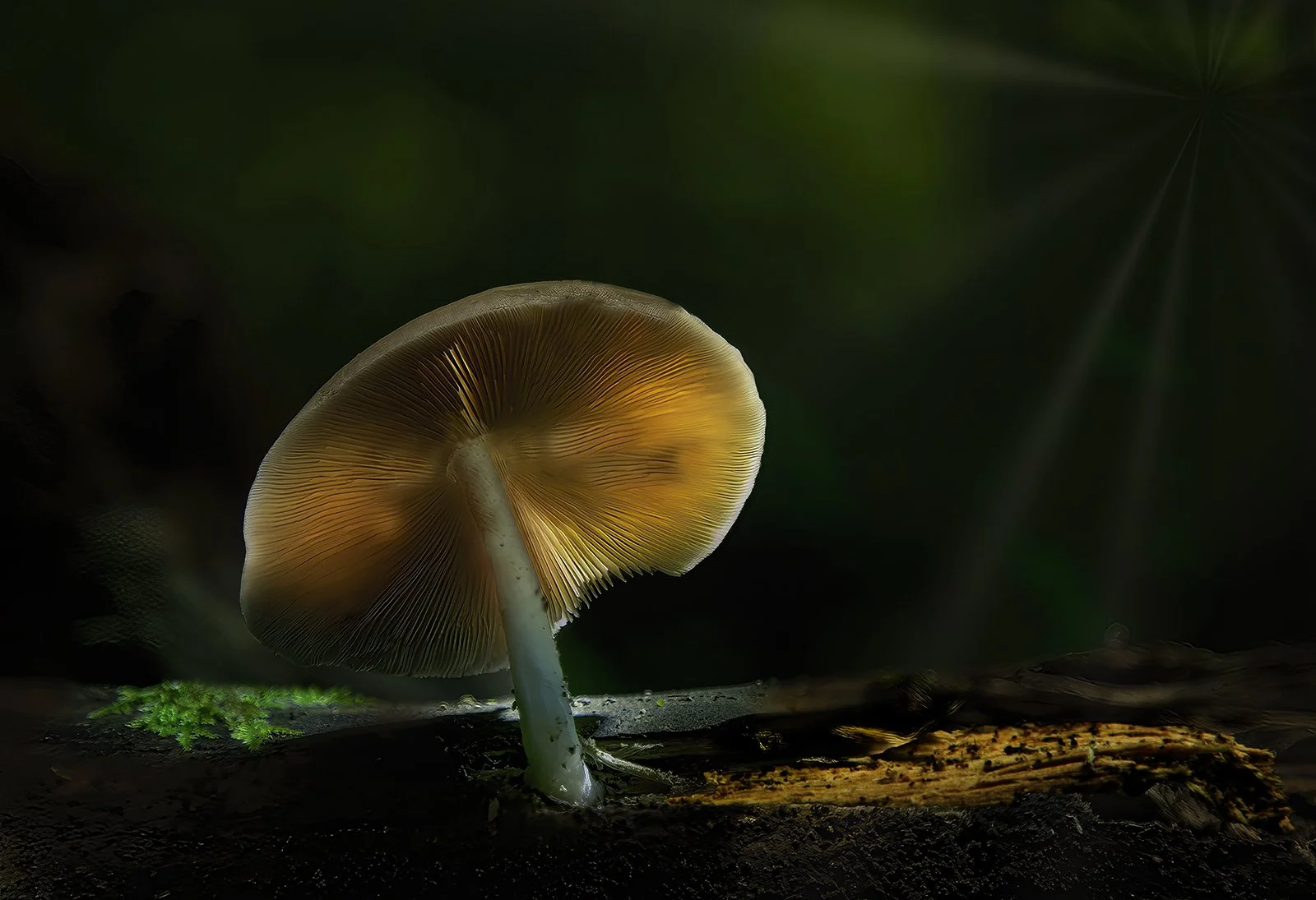 Mushroomglow1M2 copy1600.jpg
