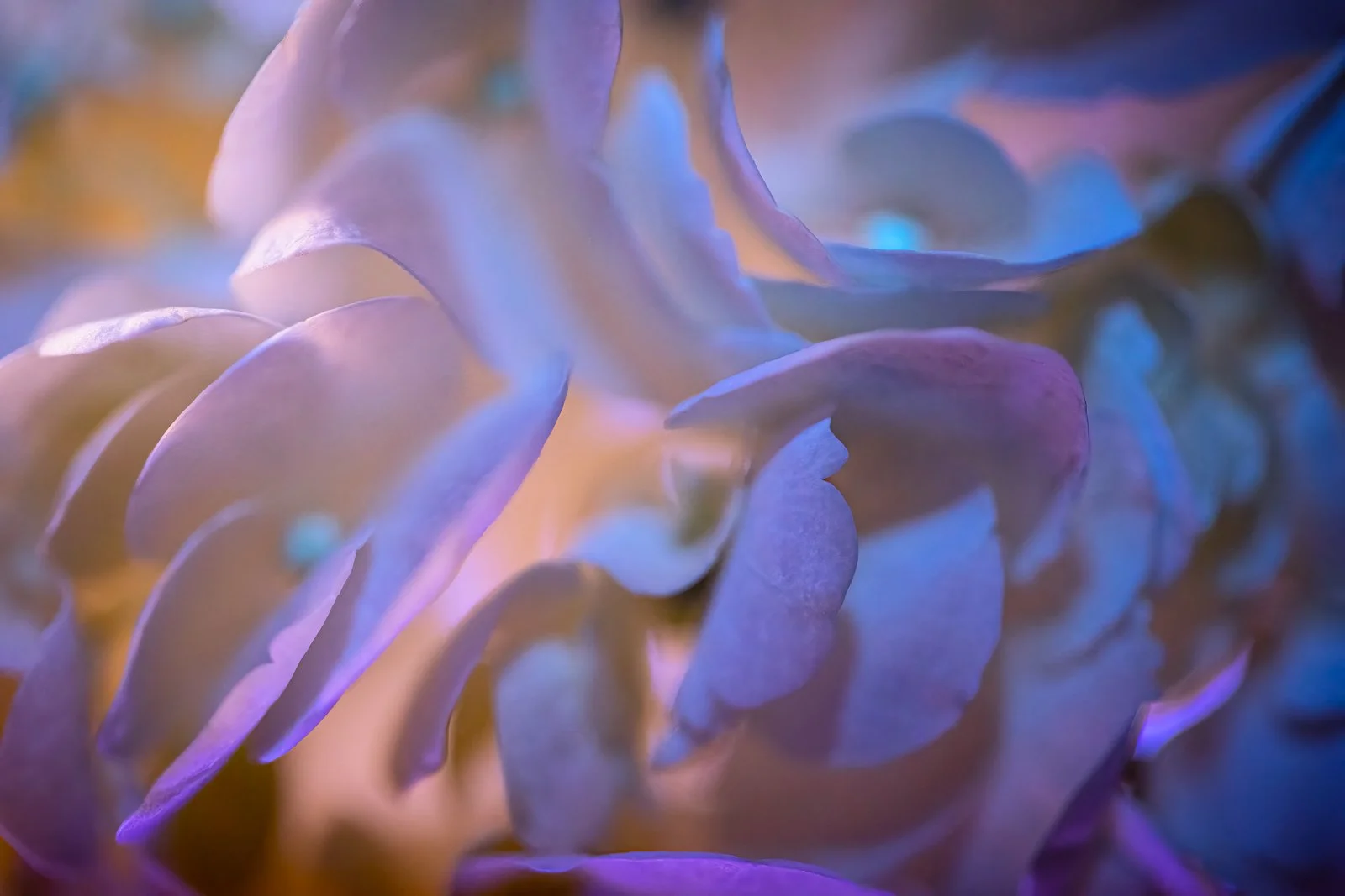 Floral close up UV and white light
