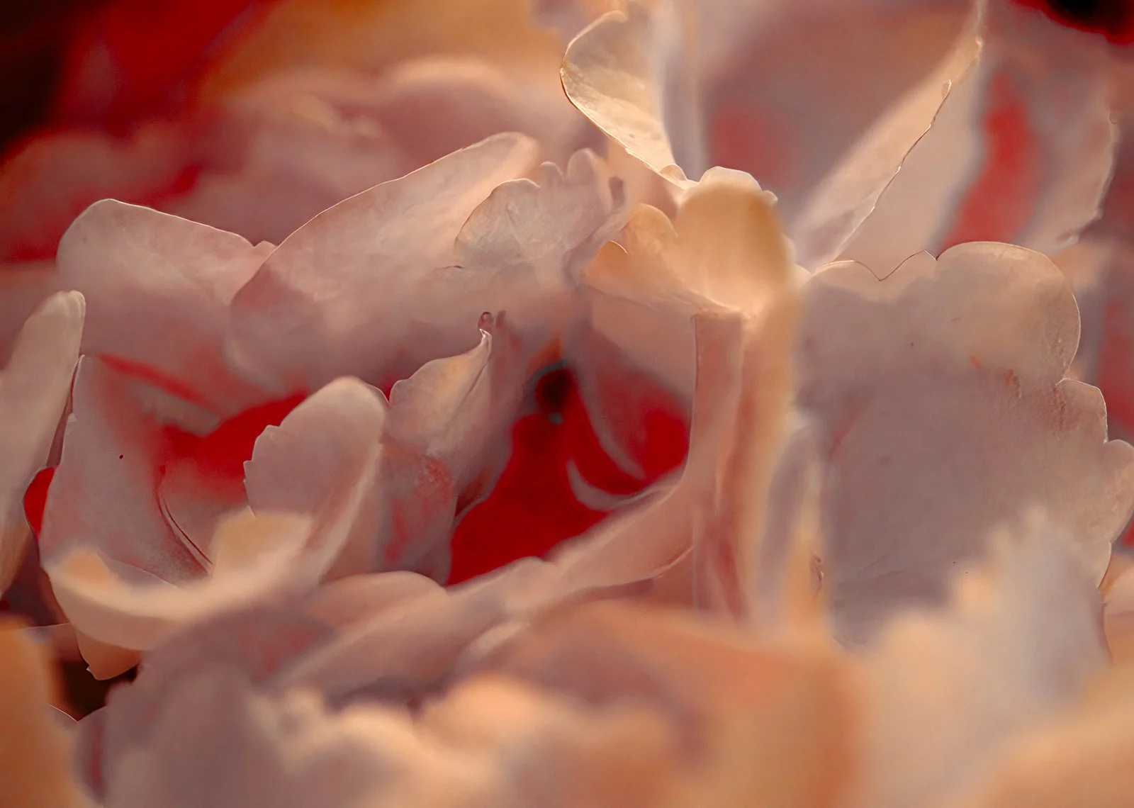 Merged UV and White light closeup of flower petals