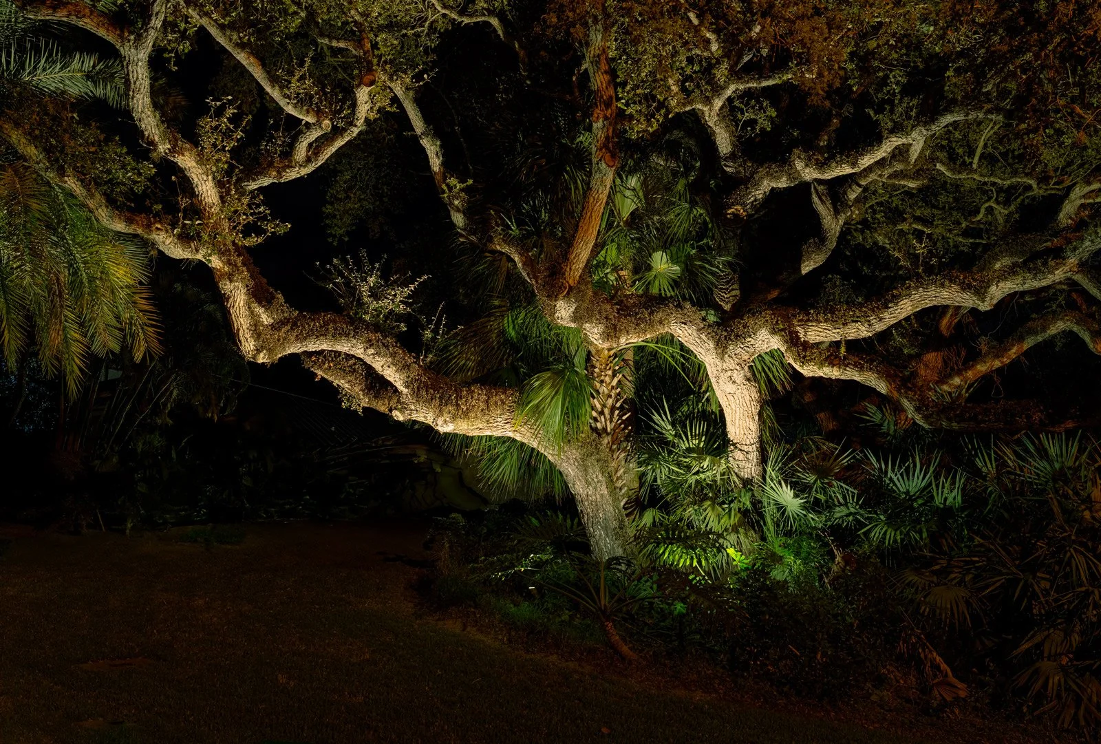 Live Oak at night