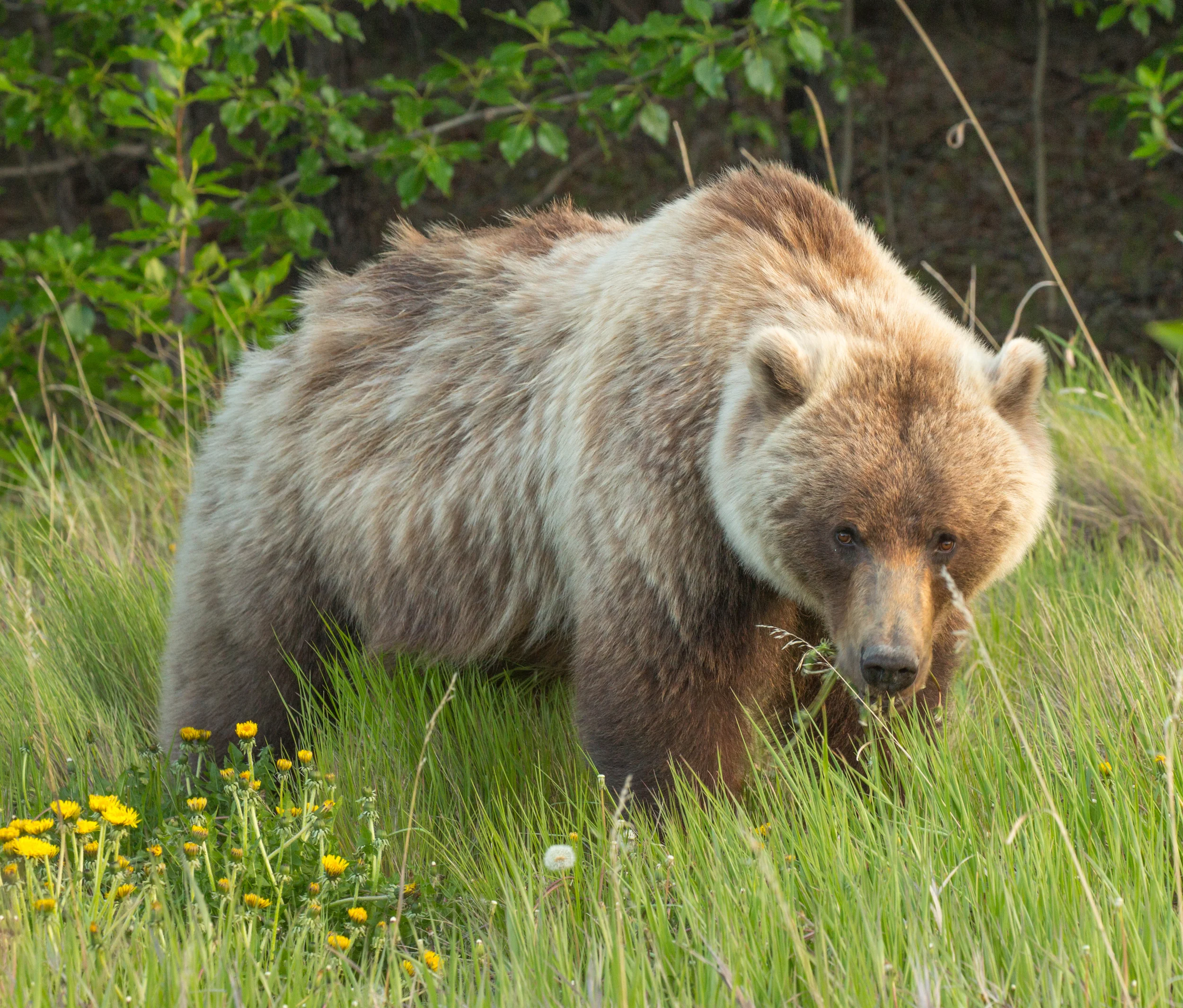 Golden Grizzly Mama Bear