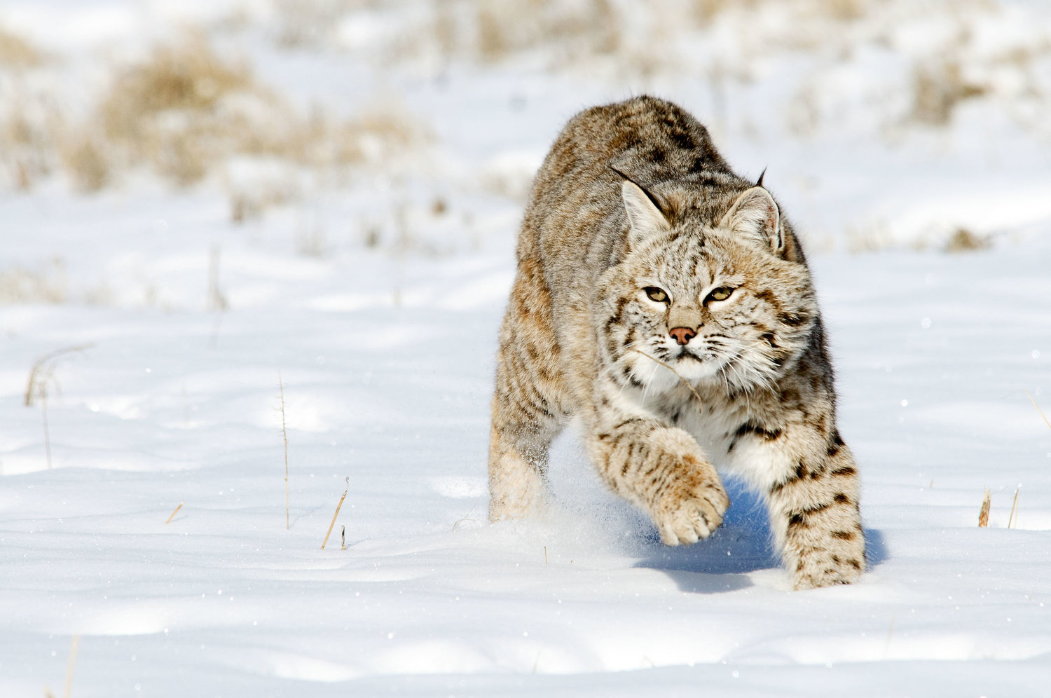 Wild Paws Sanctuary | Bobcat