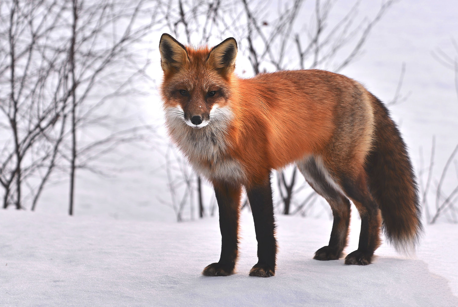 Wild Paws Sanctuary | Red Fox