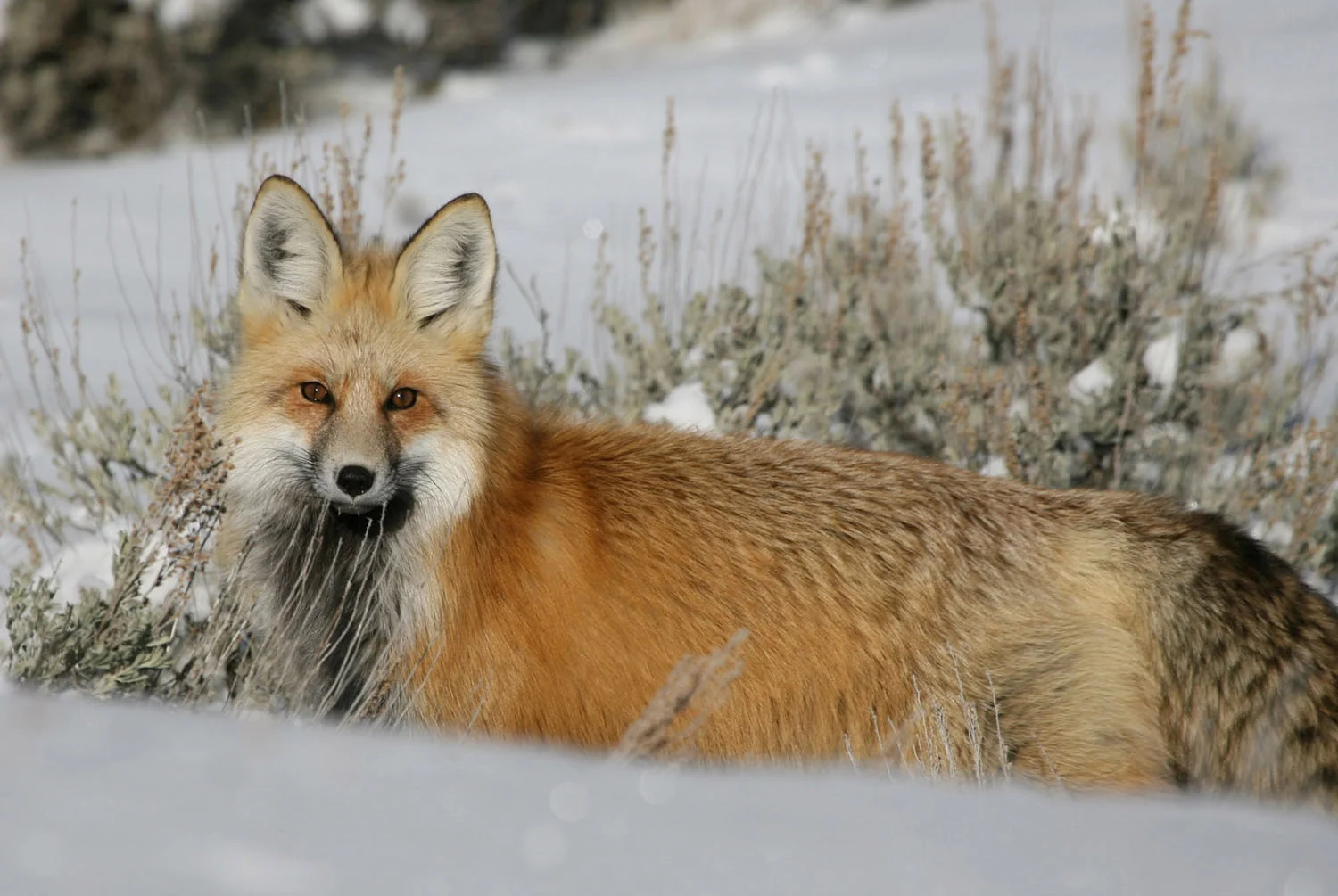 About Foxes – Also Called Vulpes vulpes - TIERART Wild Animal Sanctuary -  a FOUR PAWS project